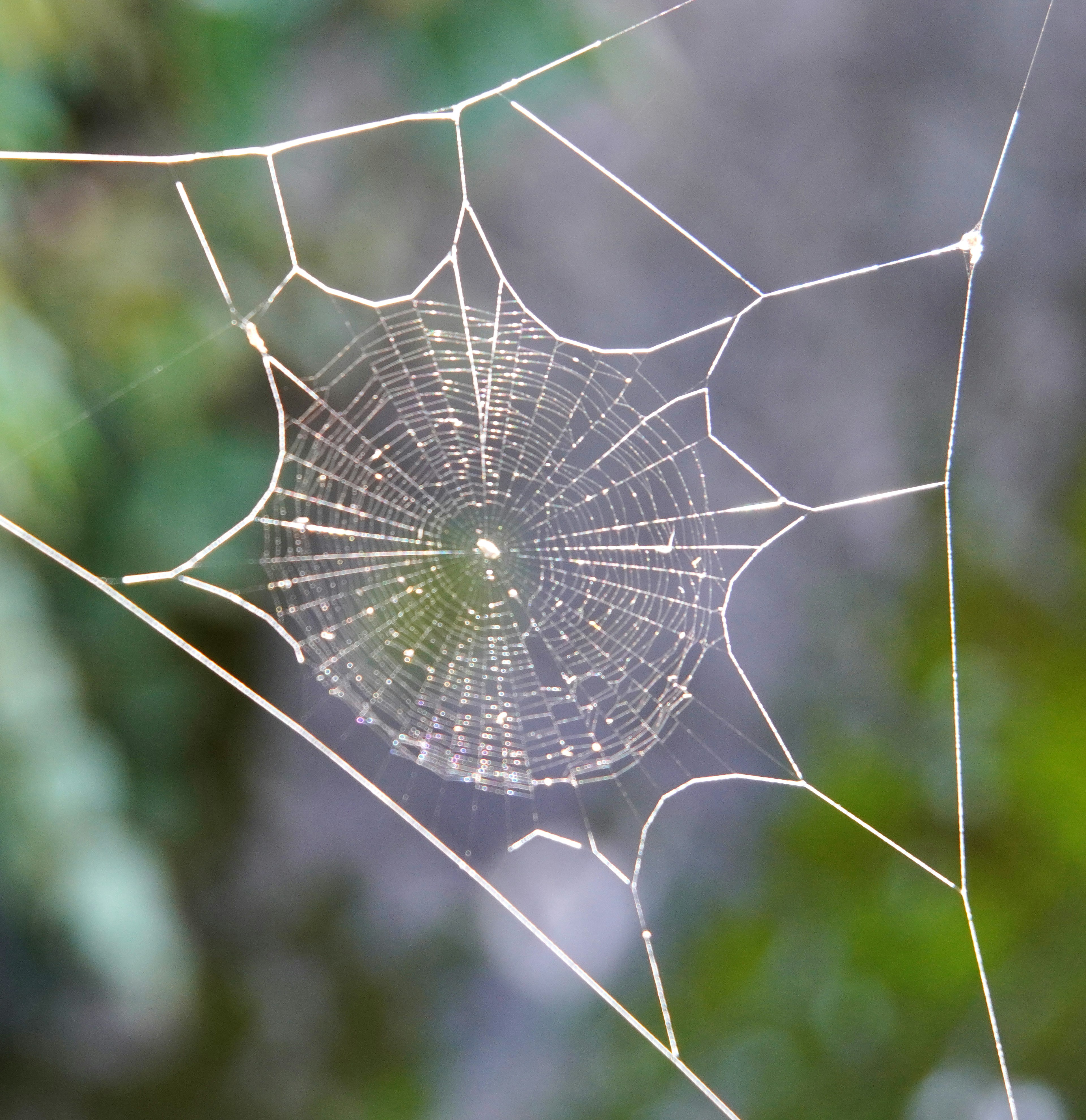 Gambar detail jaring laba-laba yang indah dengan benang berkilau dan pola spiral pusat