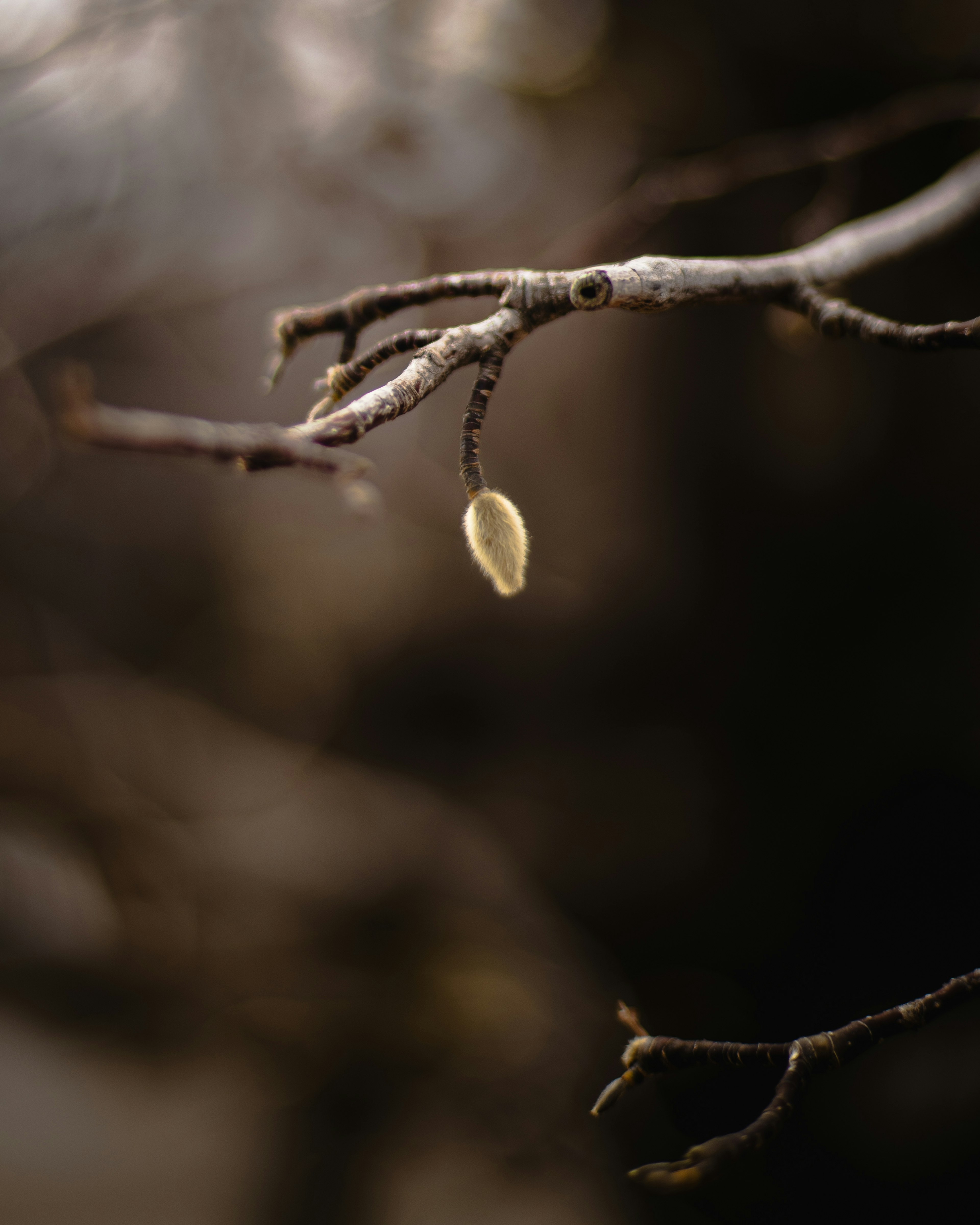 Close-up of a small bud hanging from a branch