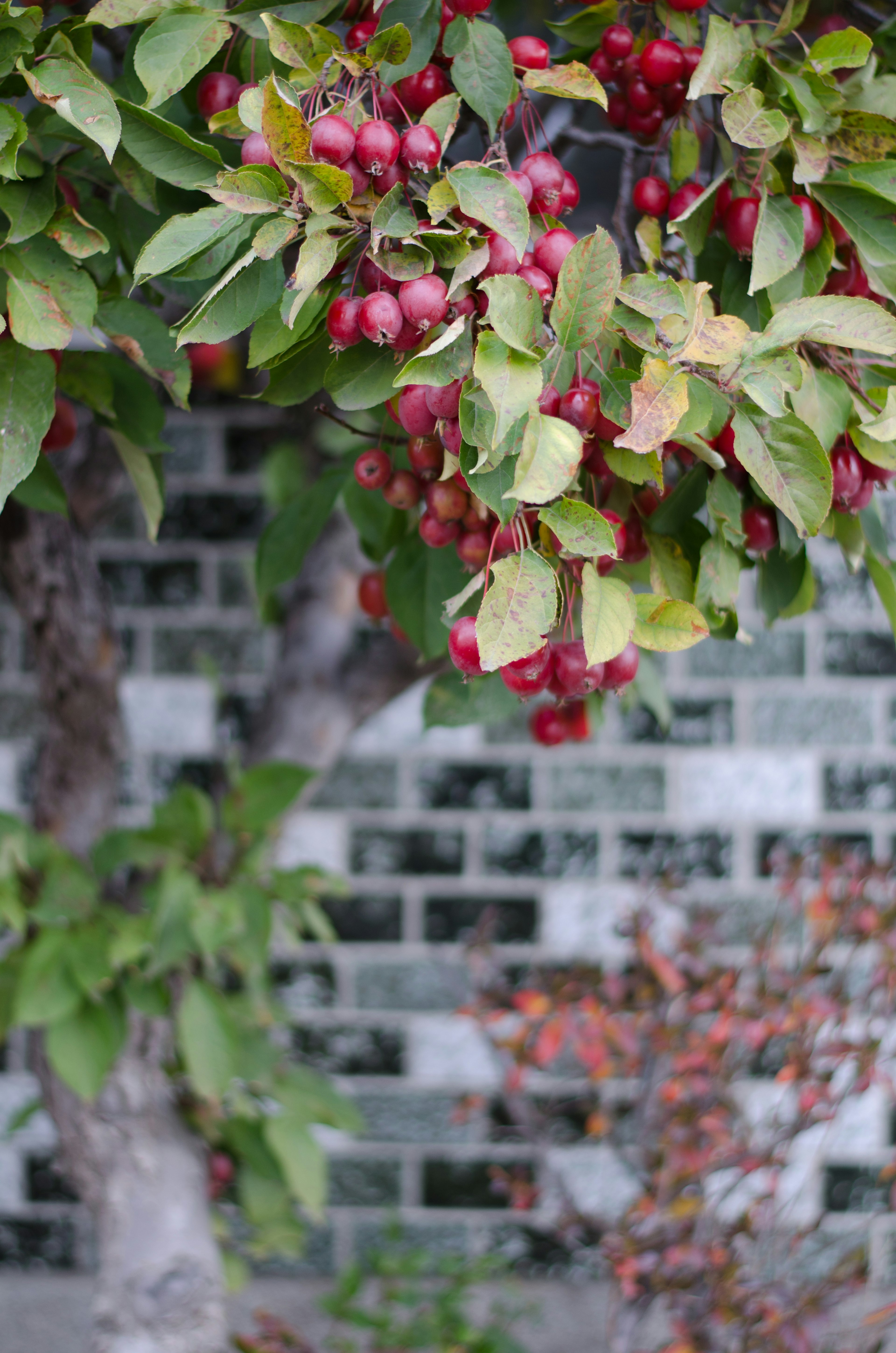 Arbre avec des fruits rouges et des feuilles vertes devant un mur en briques