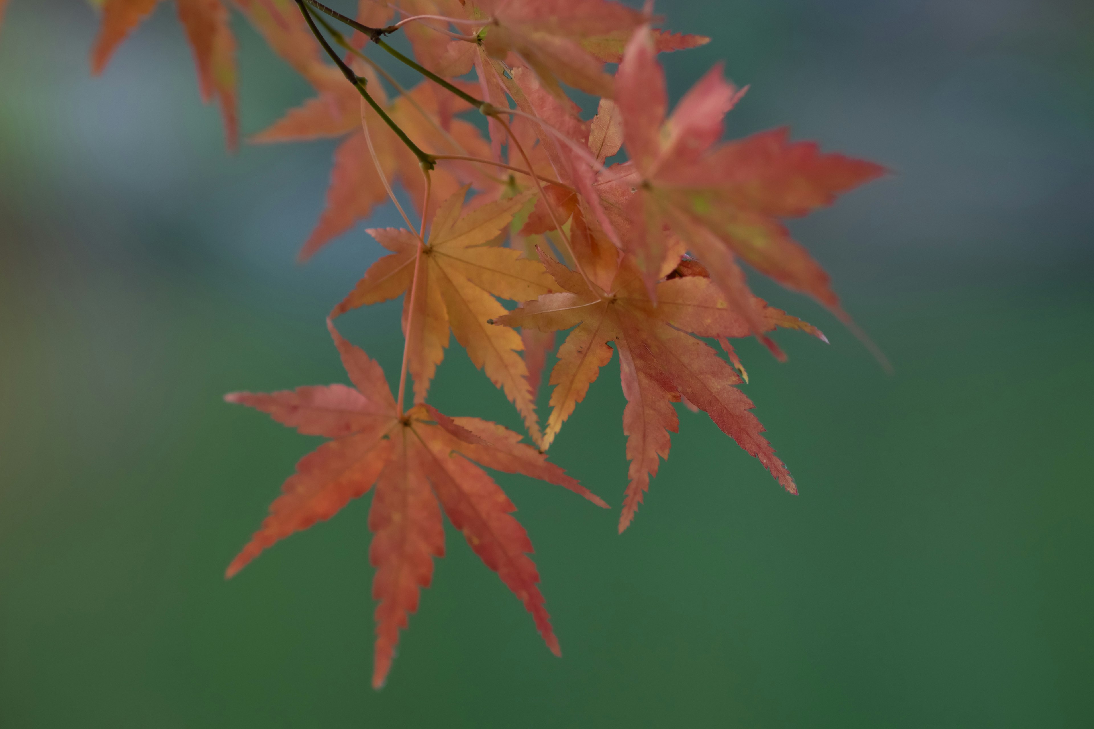 Ahornblätter in lebhaften Herbstfarben, die zart hängen