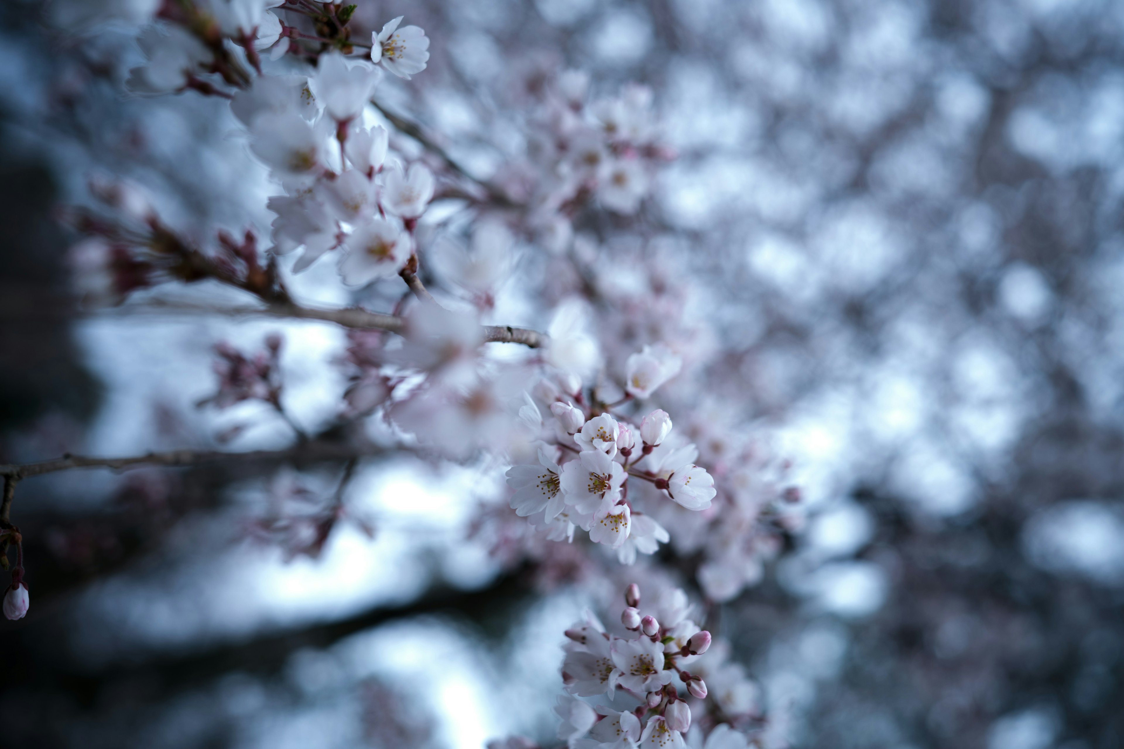 Foto close-up bunga sakura dengan warna lembut di cabang