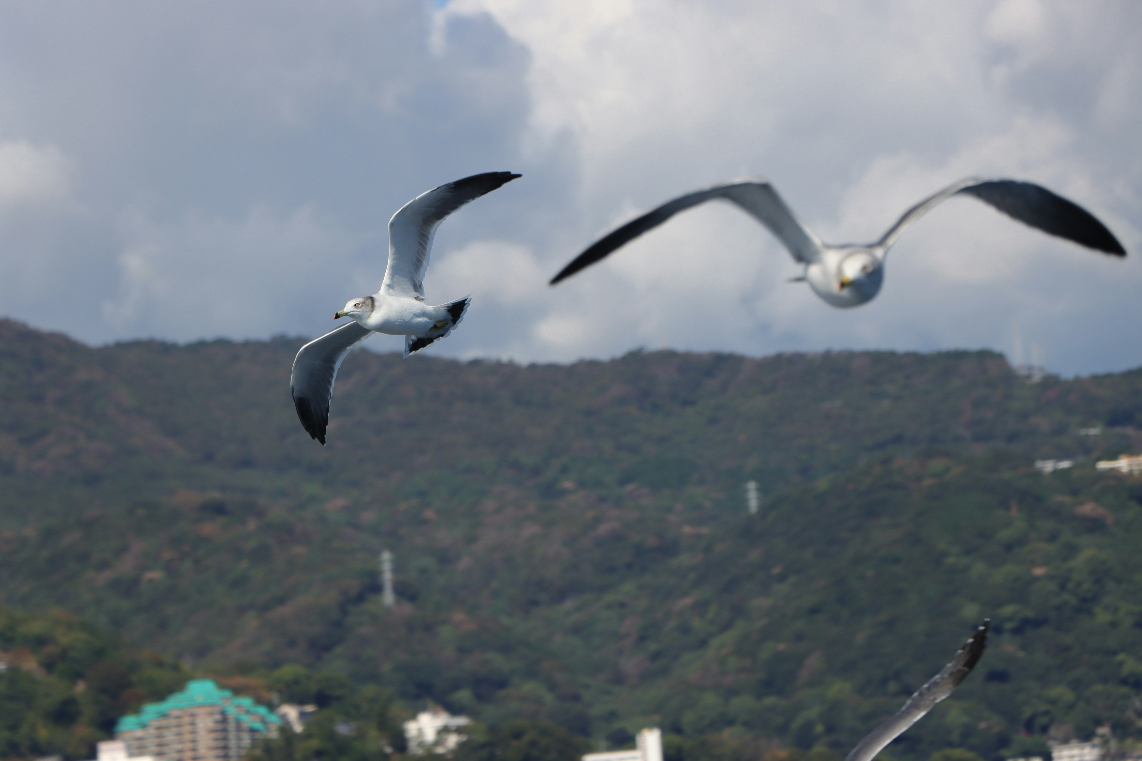 Dos gaviotas volando en el cielo con un fondo montañoso