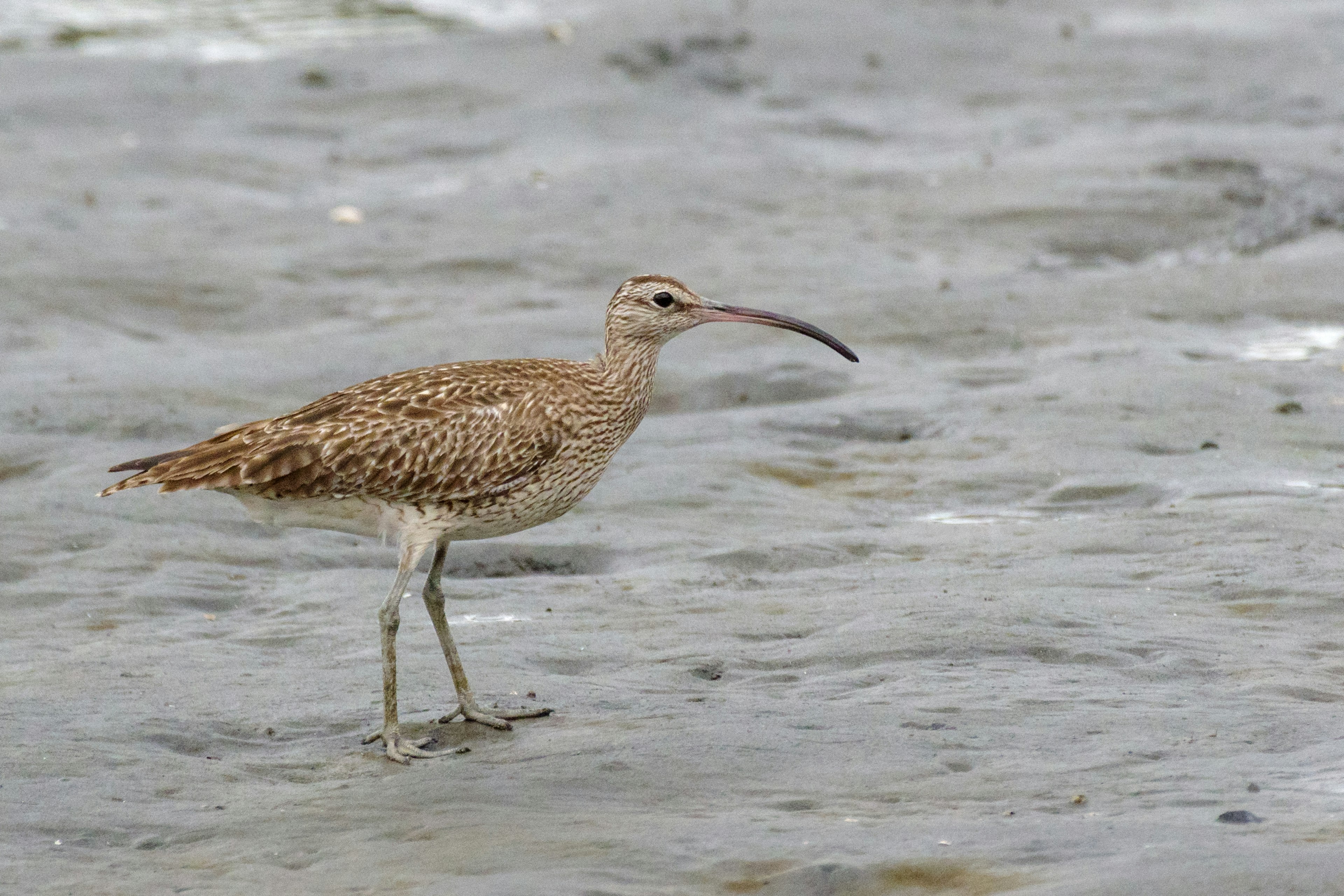 Un oiseau courlis se tenant dans un milieu humide