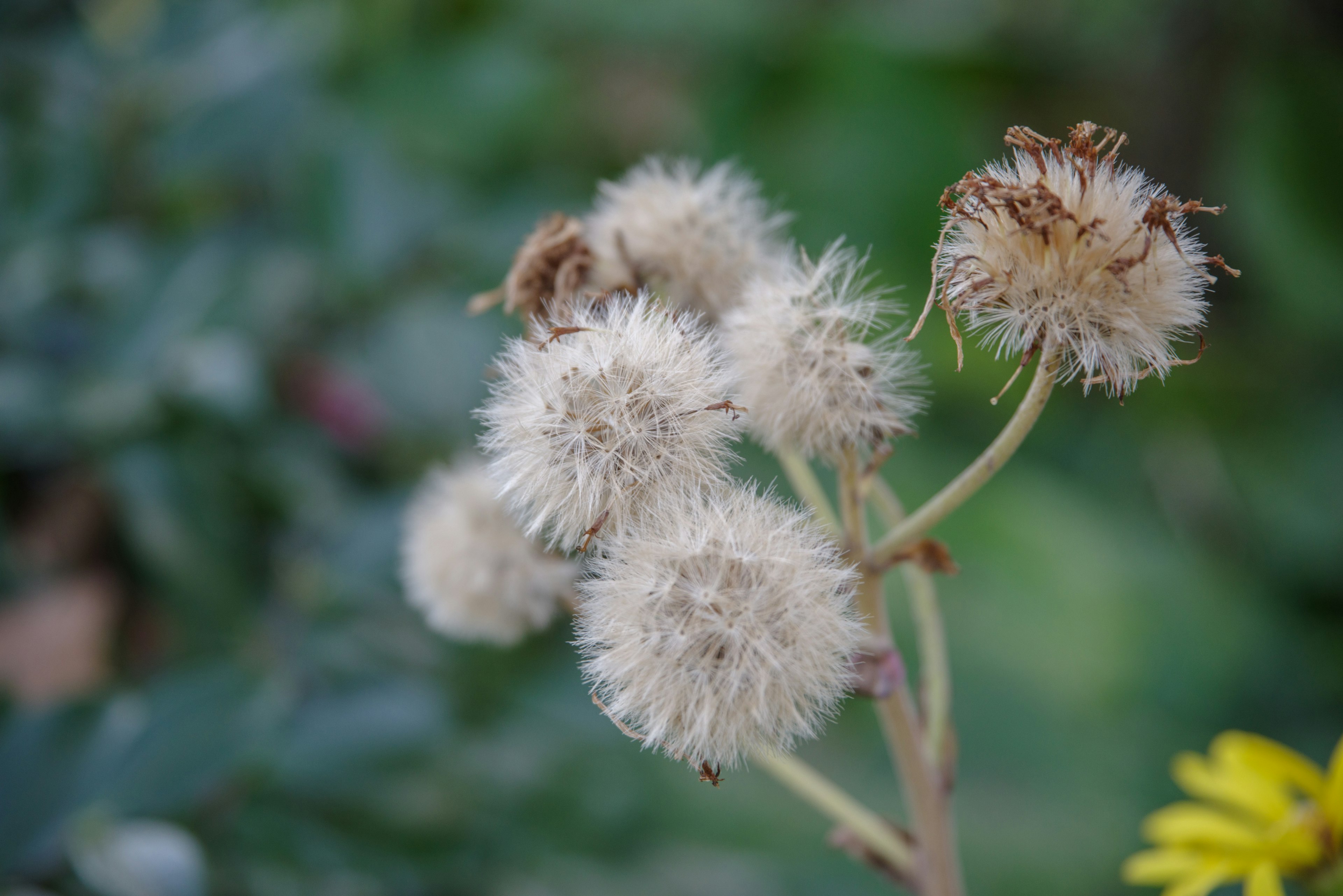 Close-up of a plant with clusters of white fluffy seed heads against a green background