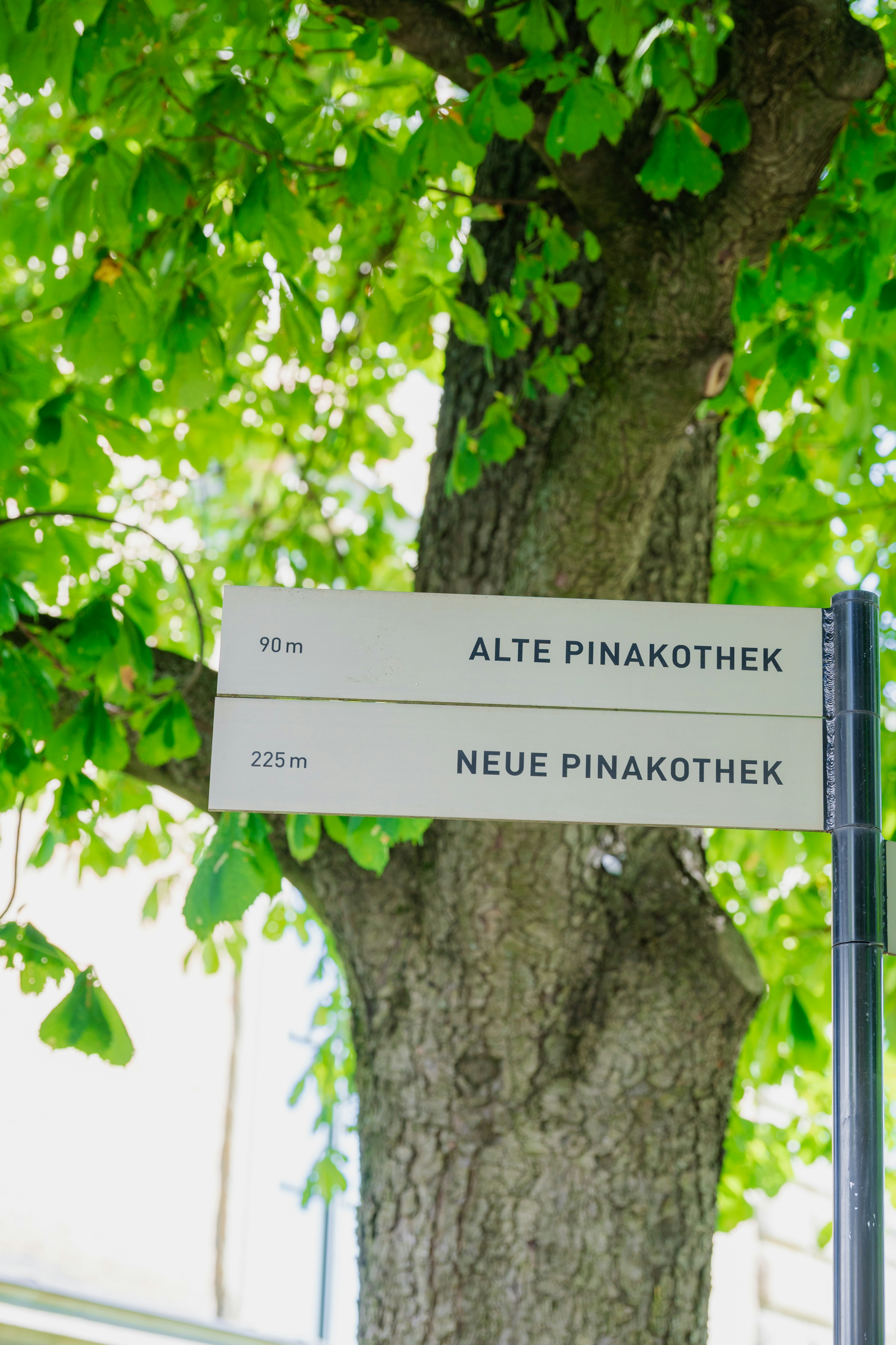 Signpost indicating Alte Pinakothek and Neue Pinakothek with green leaves in the background