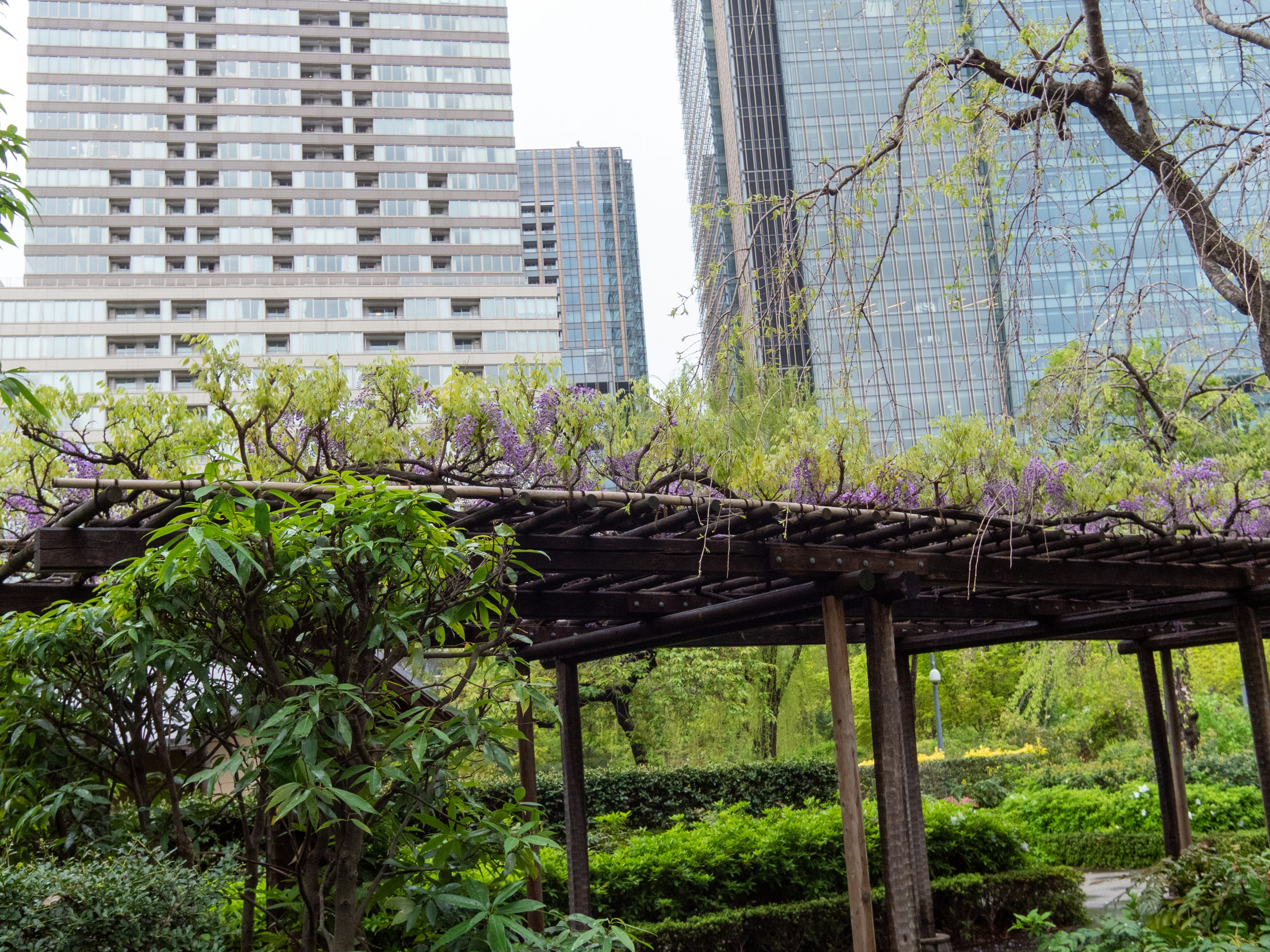 Pemandangan taman subur antara gedung pencakar langit perkotaan dengan pergola kayu