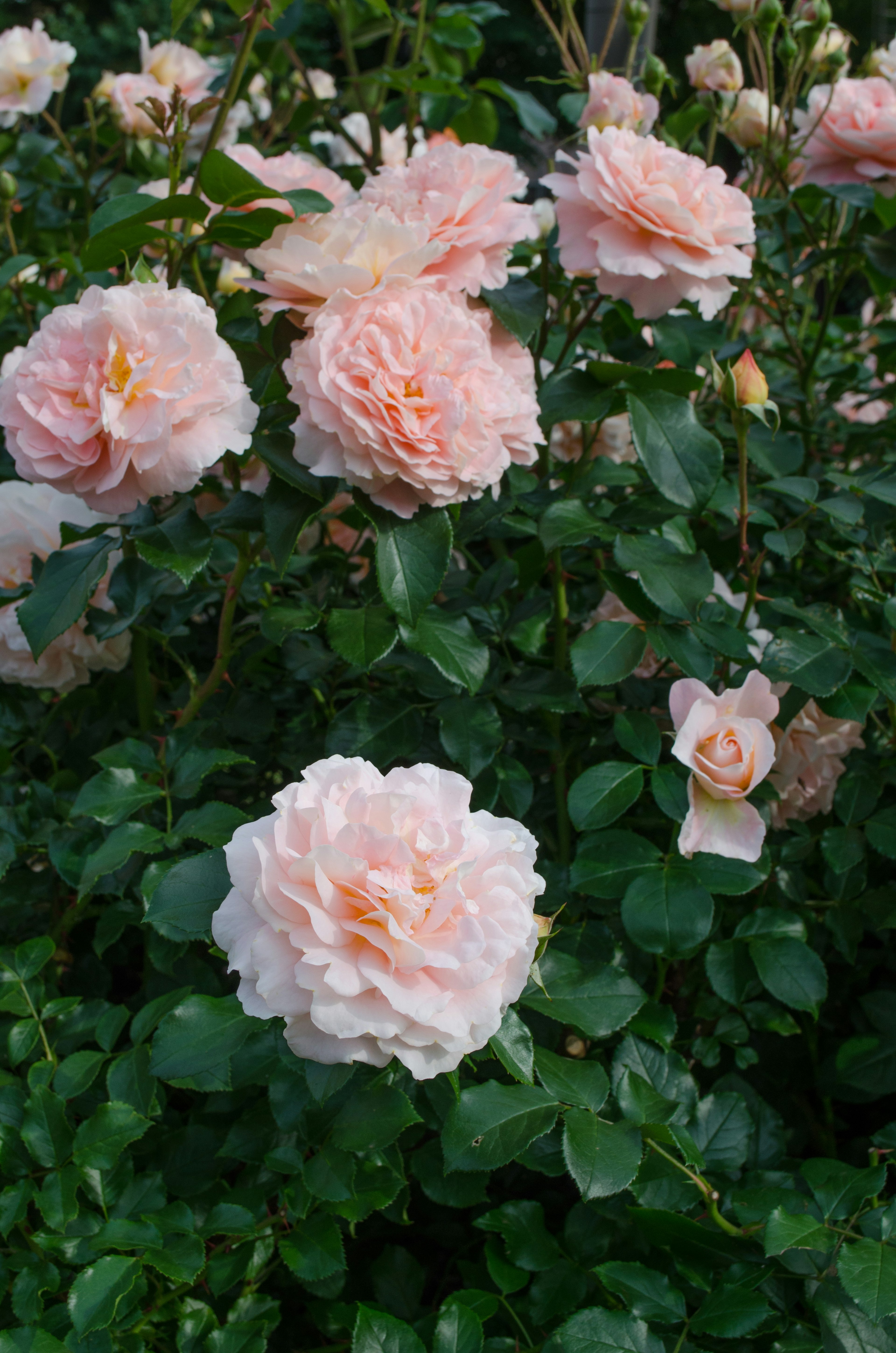 A garden scene with soft pink roses blooming