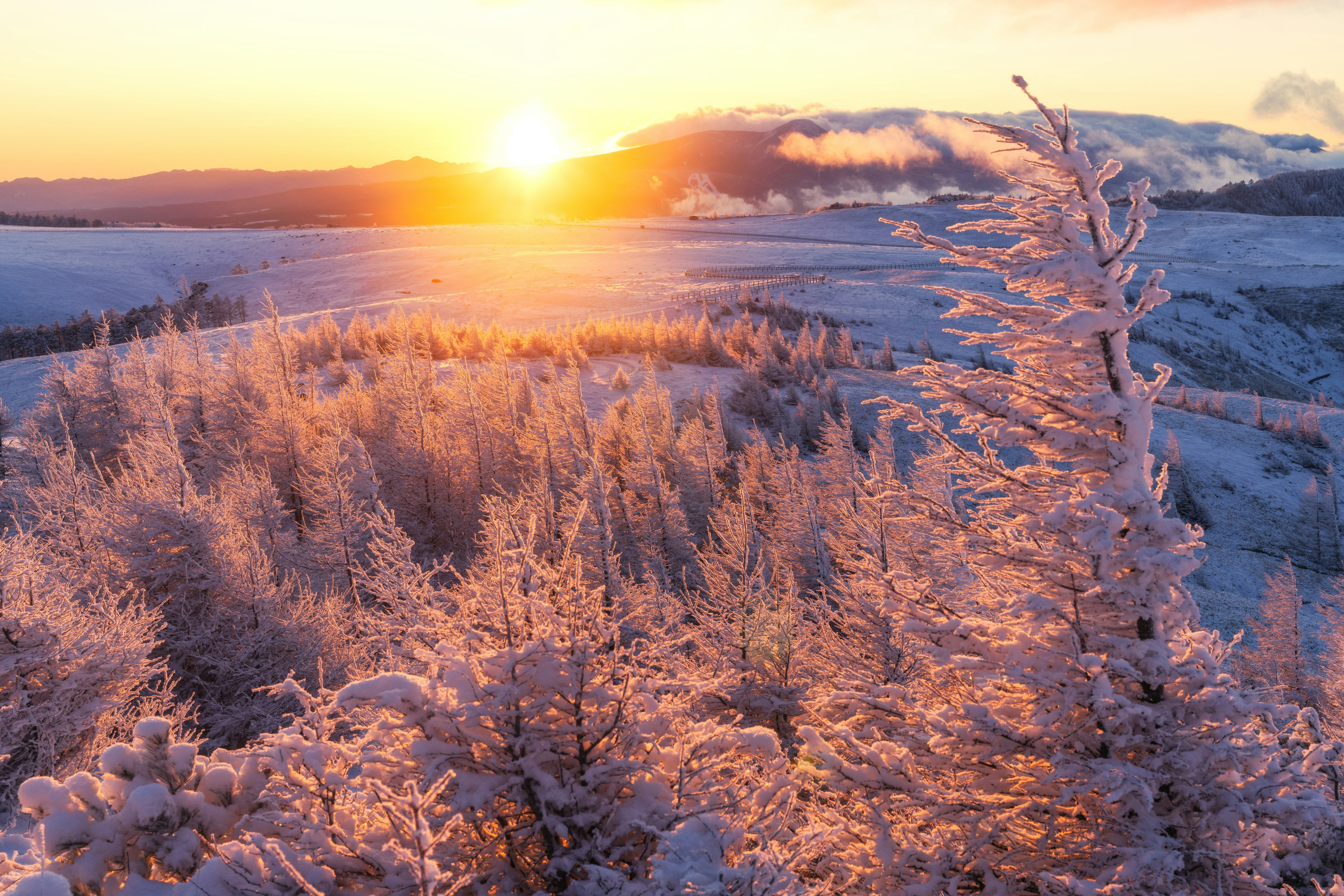 Paesaggio invernale con alberi innevati e un'alba splendente