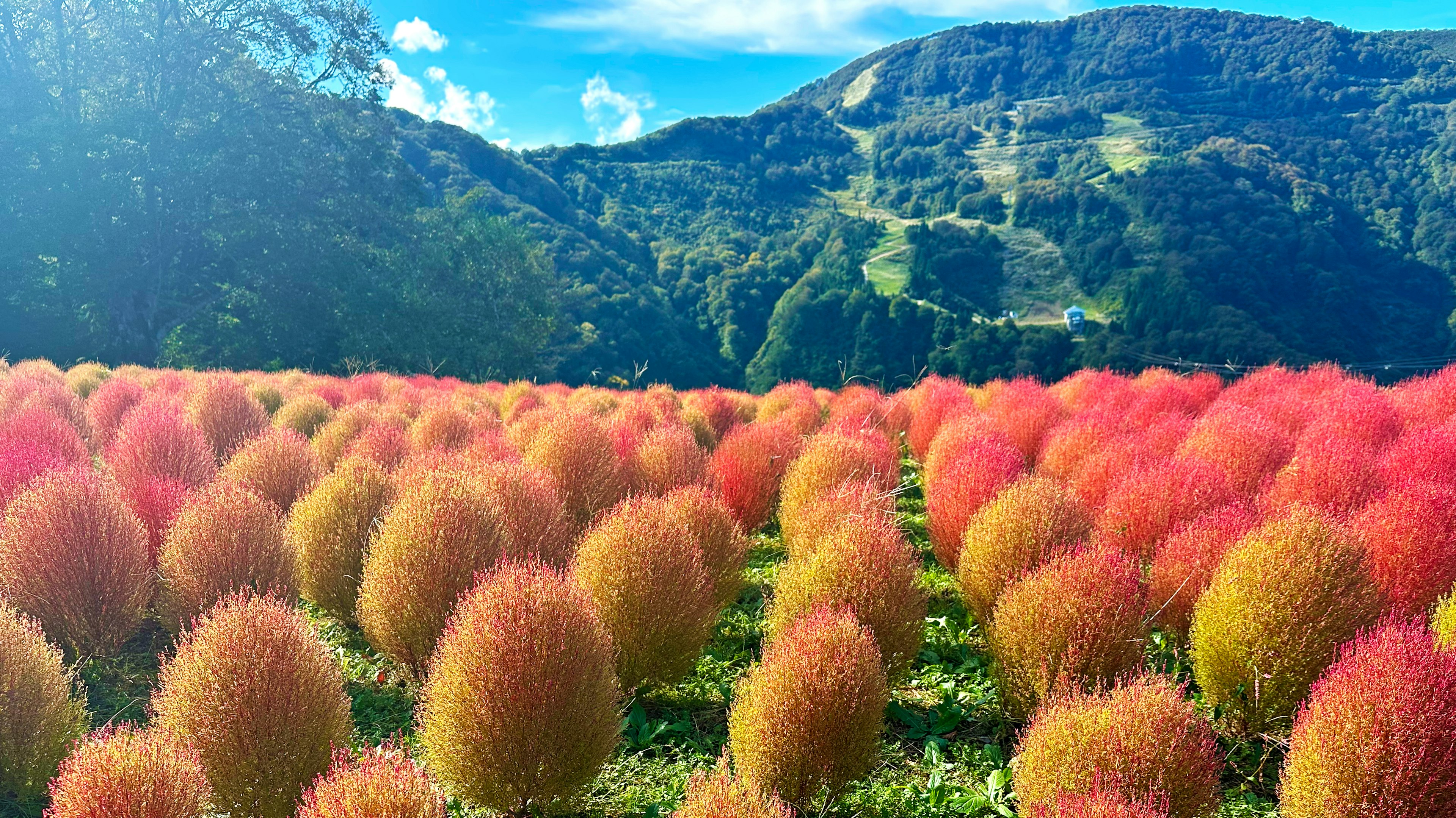 色彩斑斓的植物田野与背景中的丘陵