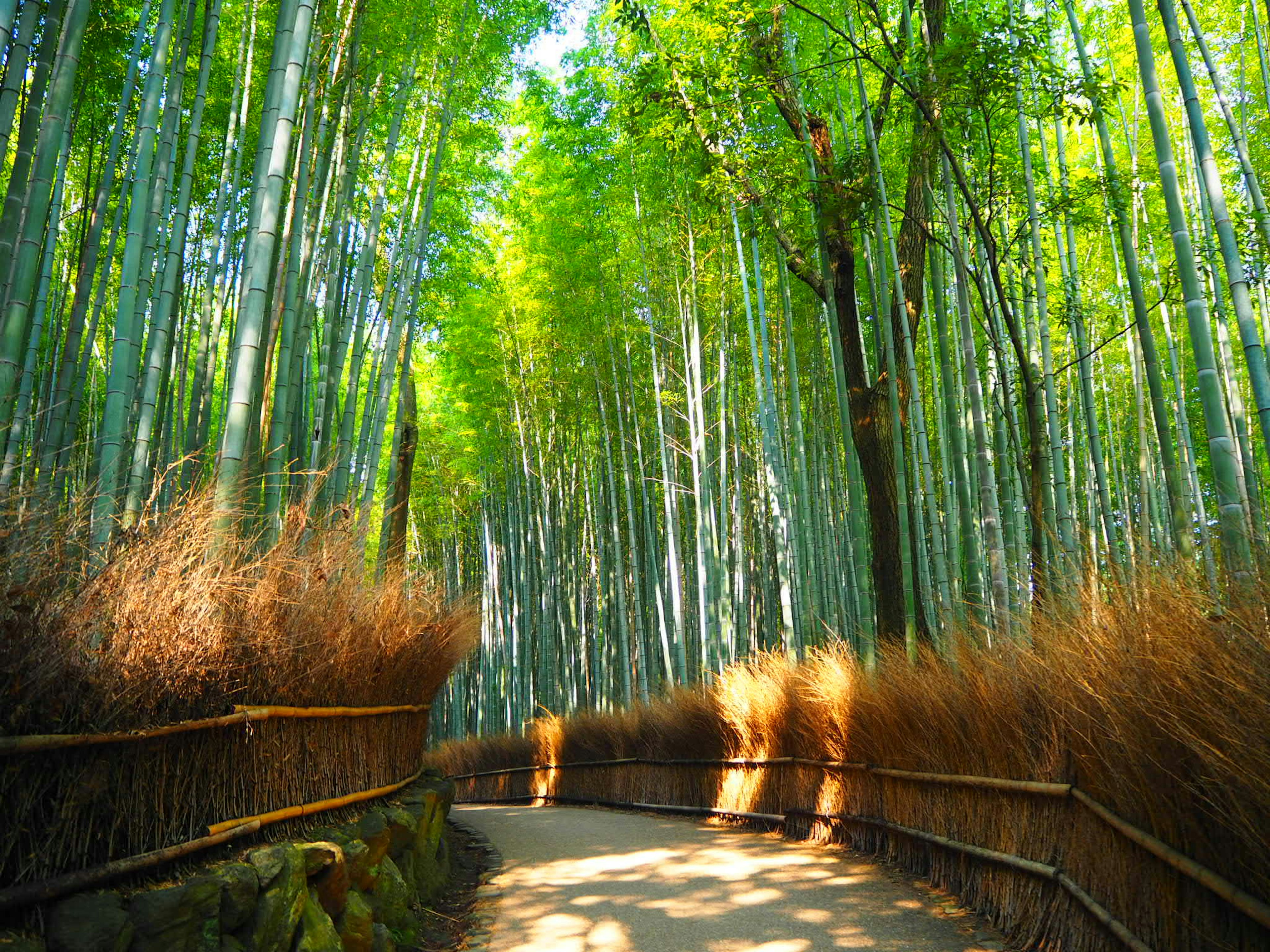 Pathway through a bamboo forest with lush green bamboo