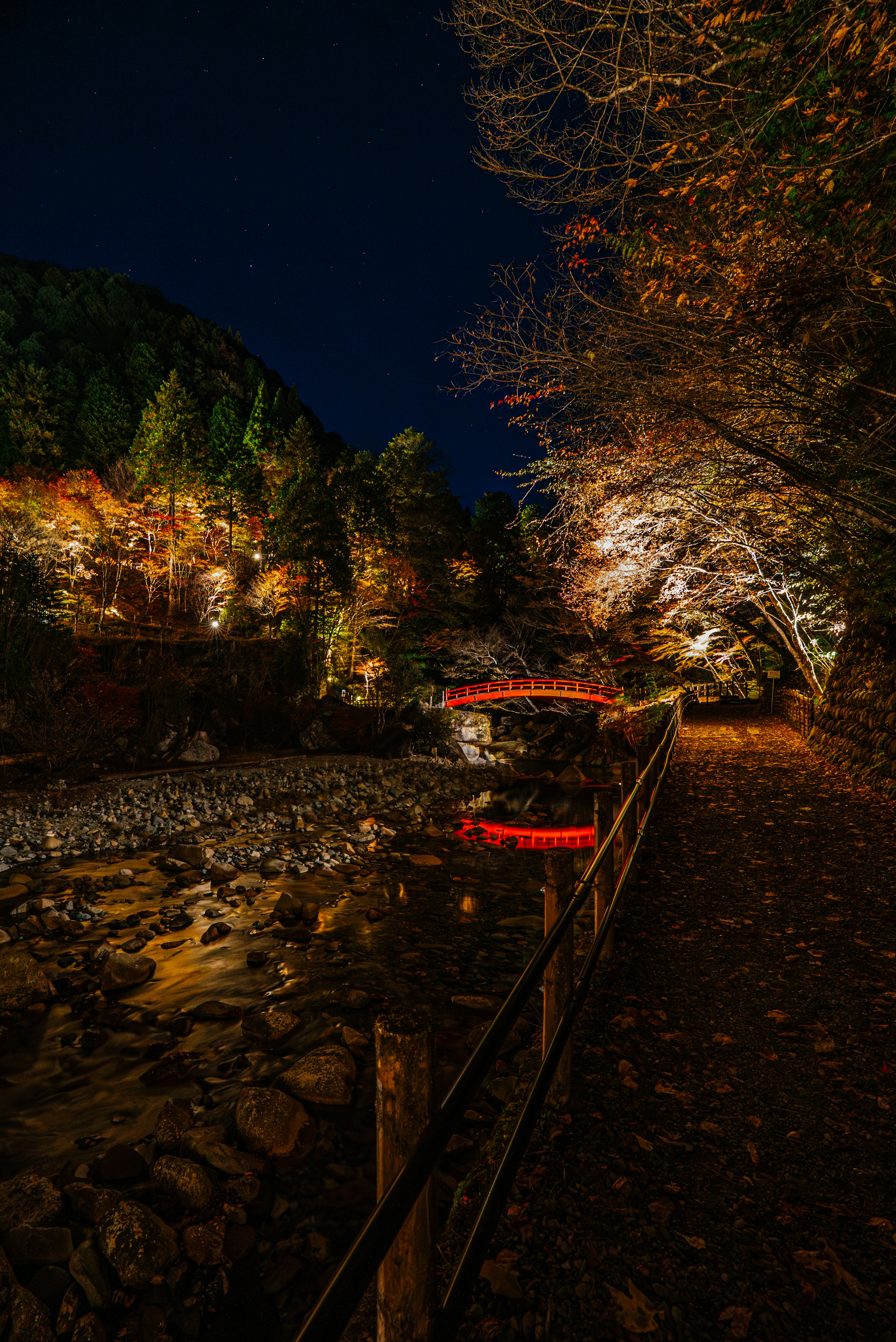 夜の川沿いにある紅葉した木々と照らされた景色