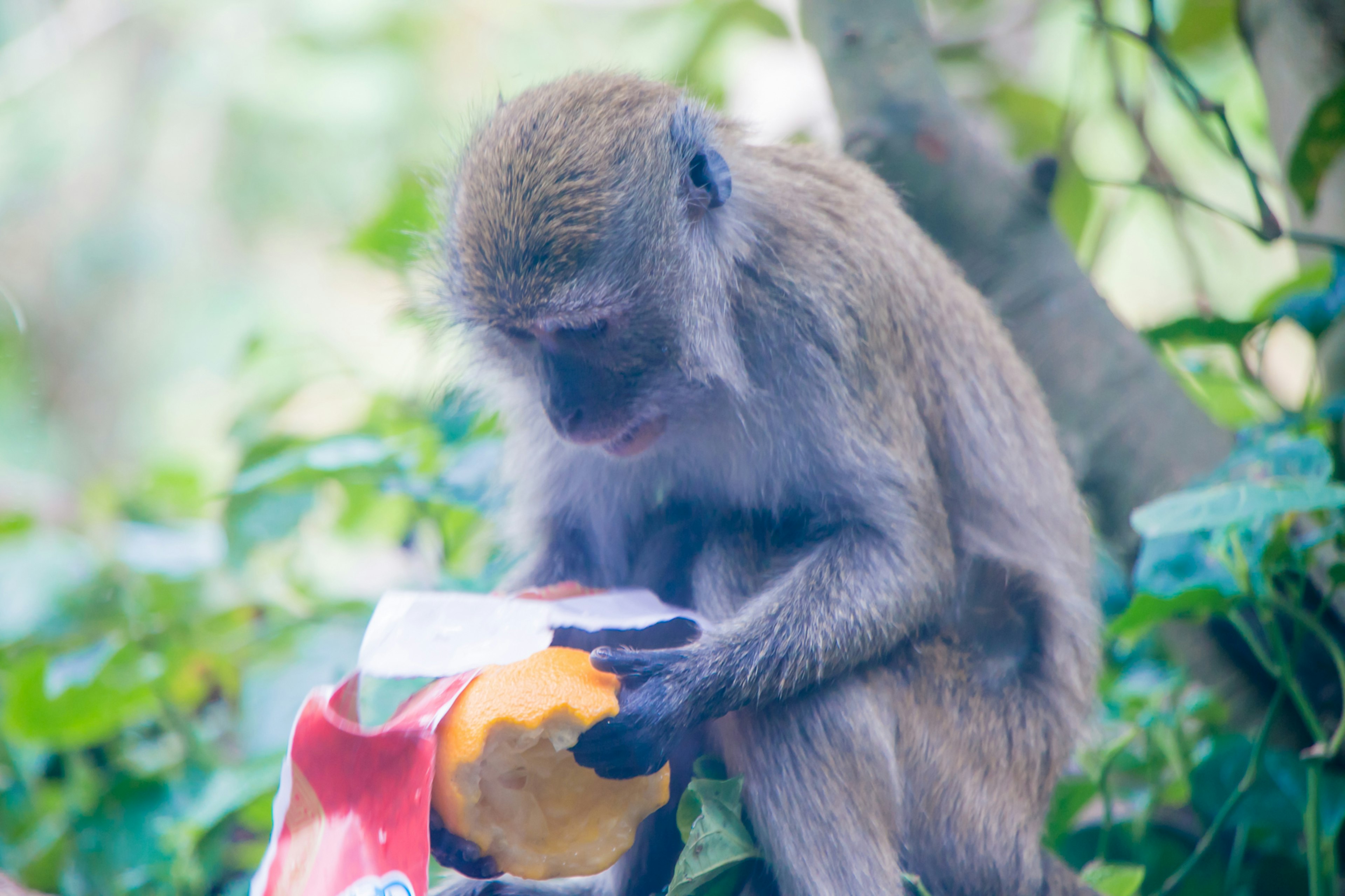 A baboon holding fruit surrounded by green foliage