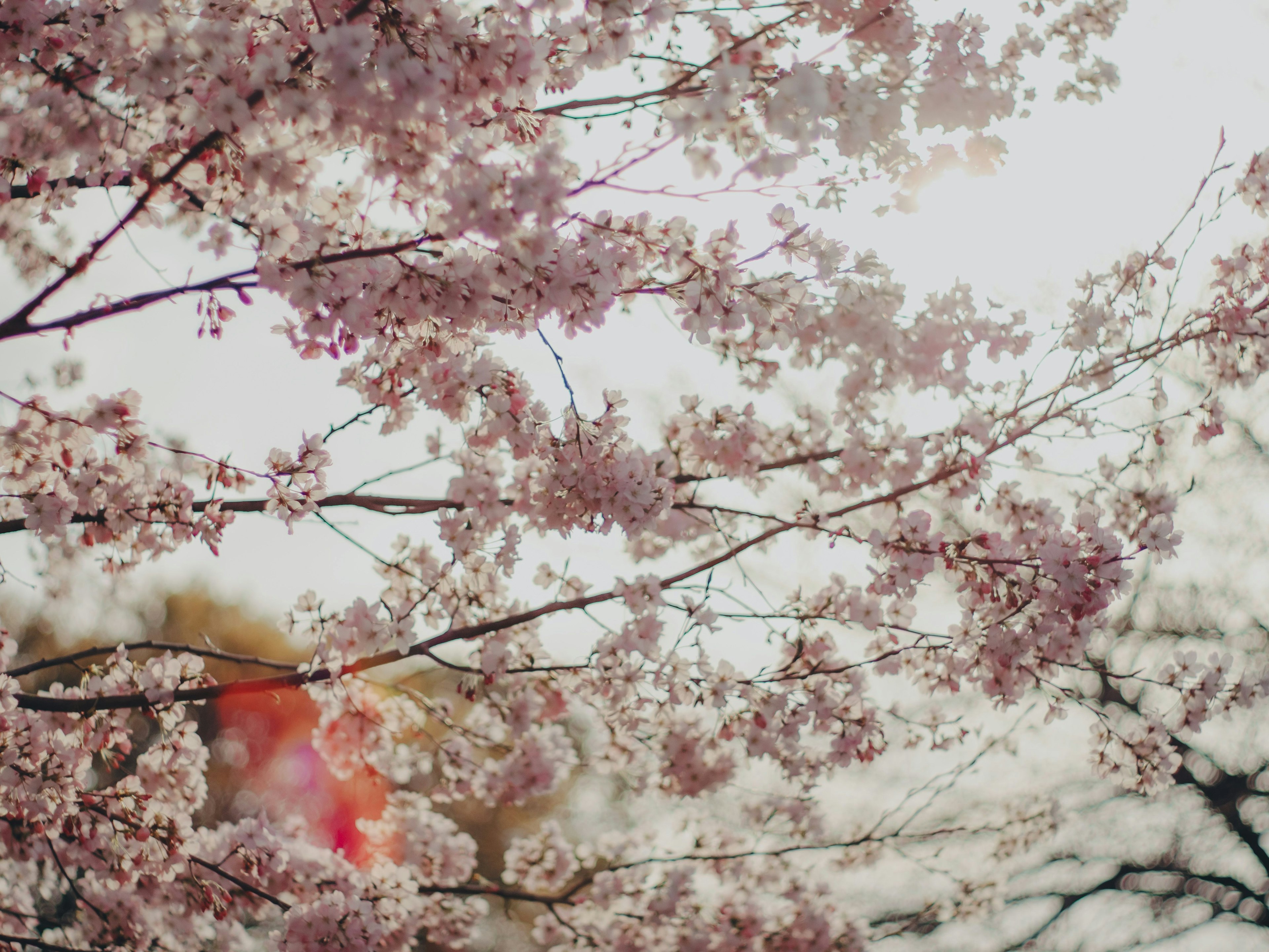 桜の花が咲いている枝のクローズアップ