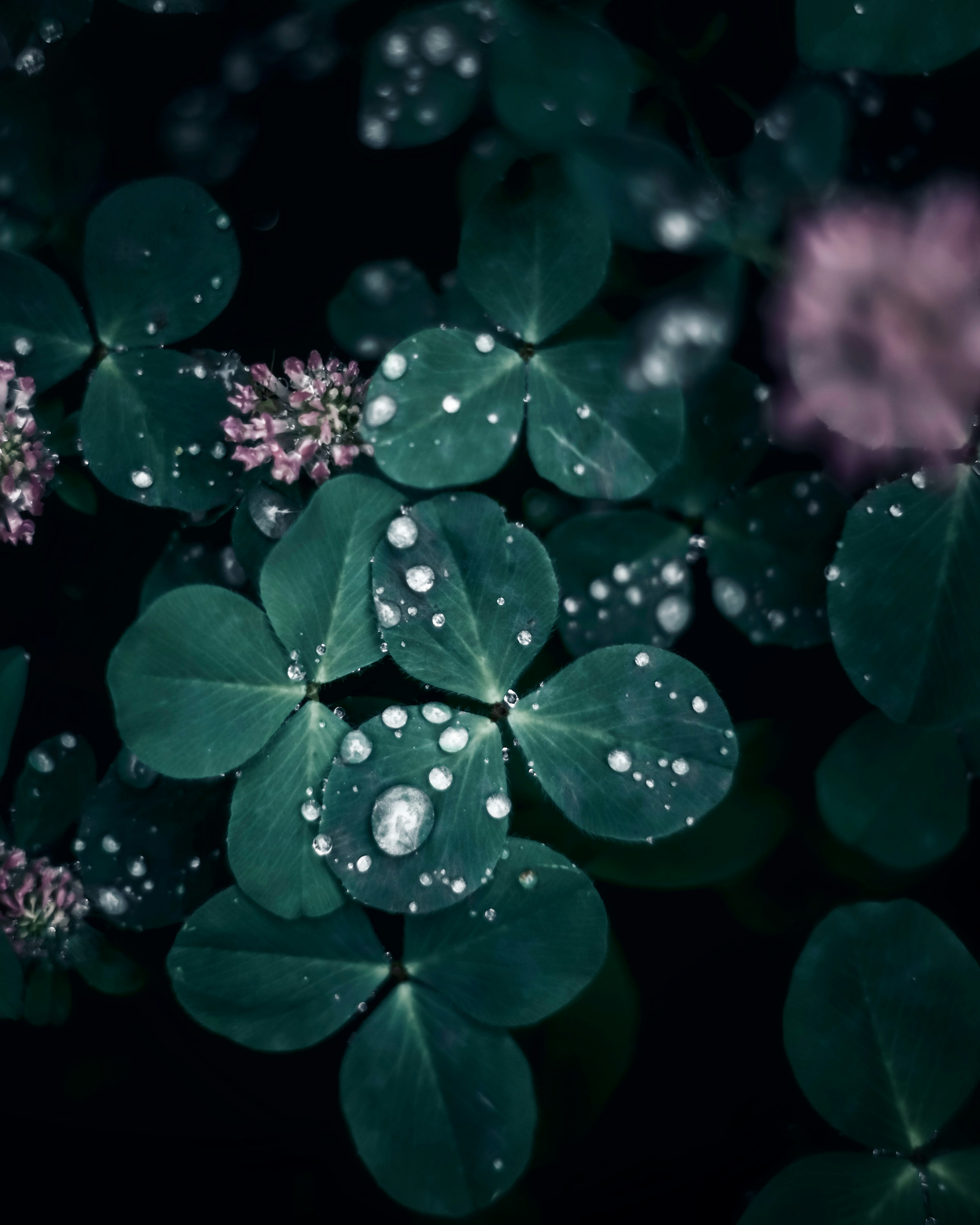 Gros plan de feuilles et fleurs de trèfle avec des gouttes d'eau