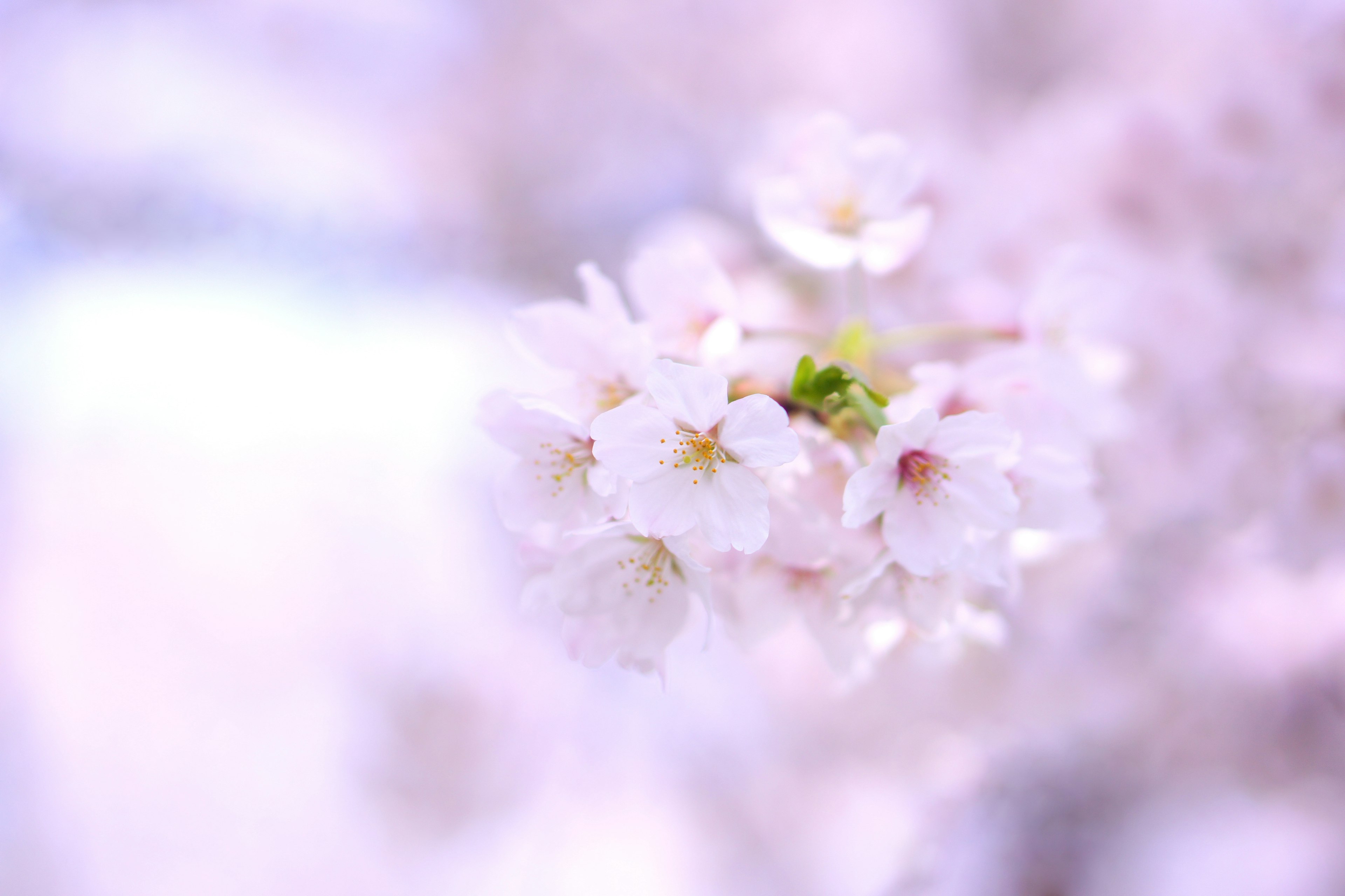 Nahaufnahme von zarten rosa Kirschblüten in sanfter Unschärfe