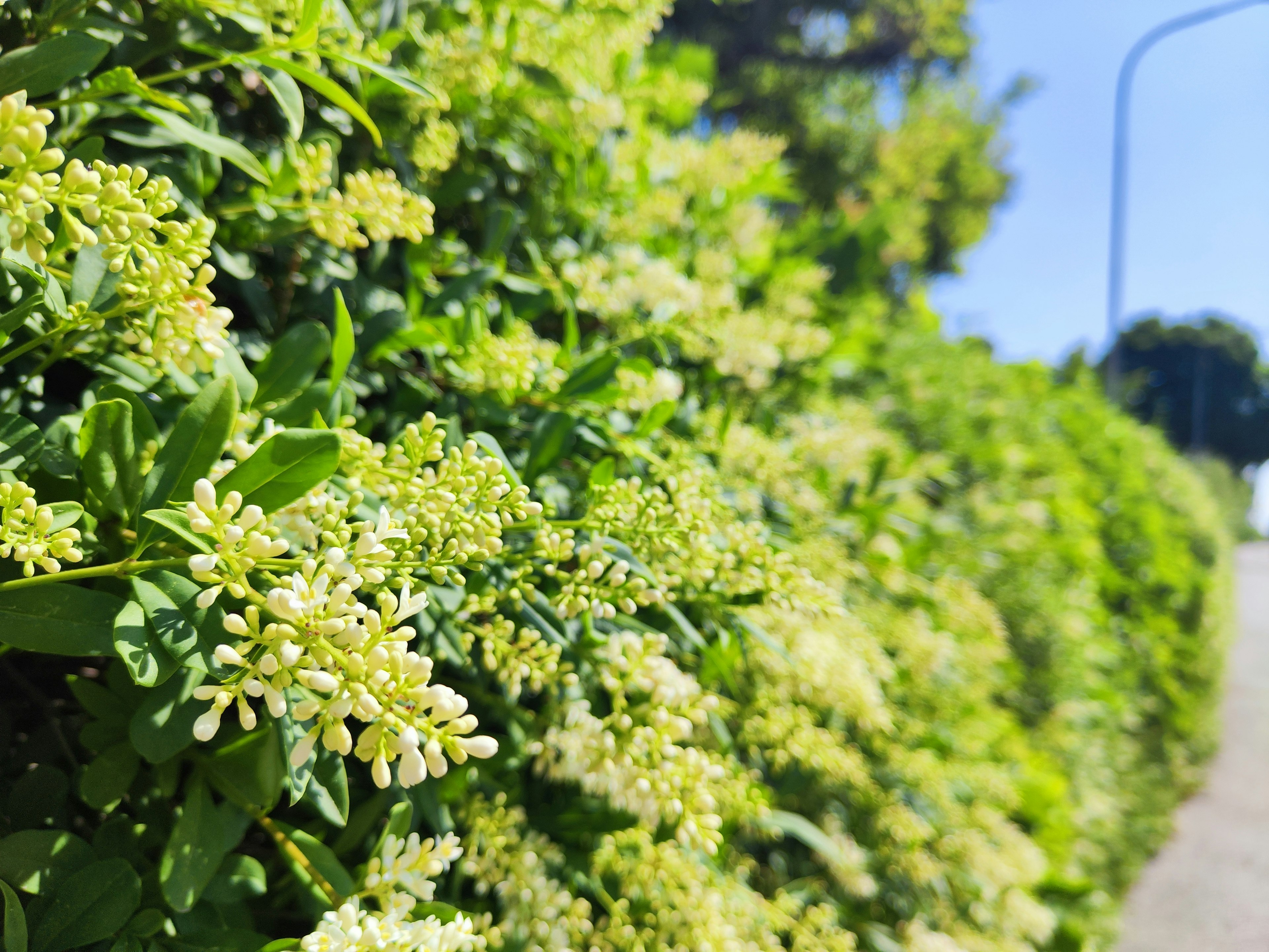 Close-up of white flowers blooming on a lush green hedge