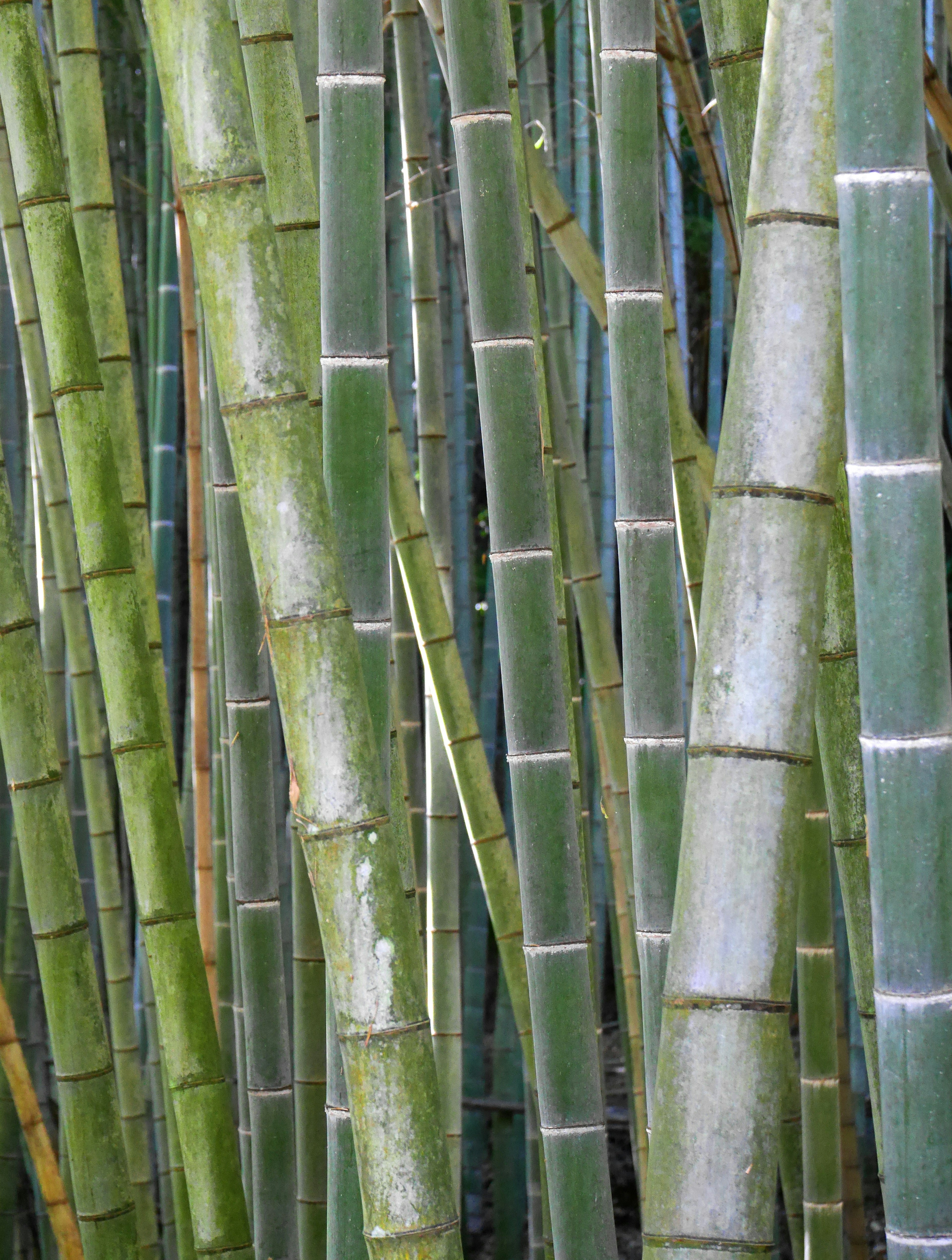 Denso gruppo di steli di bambù verdi