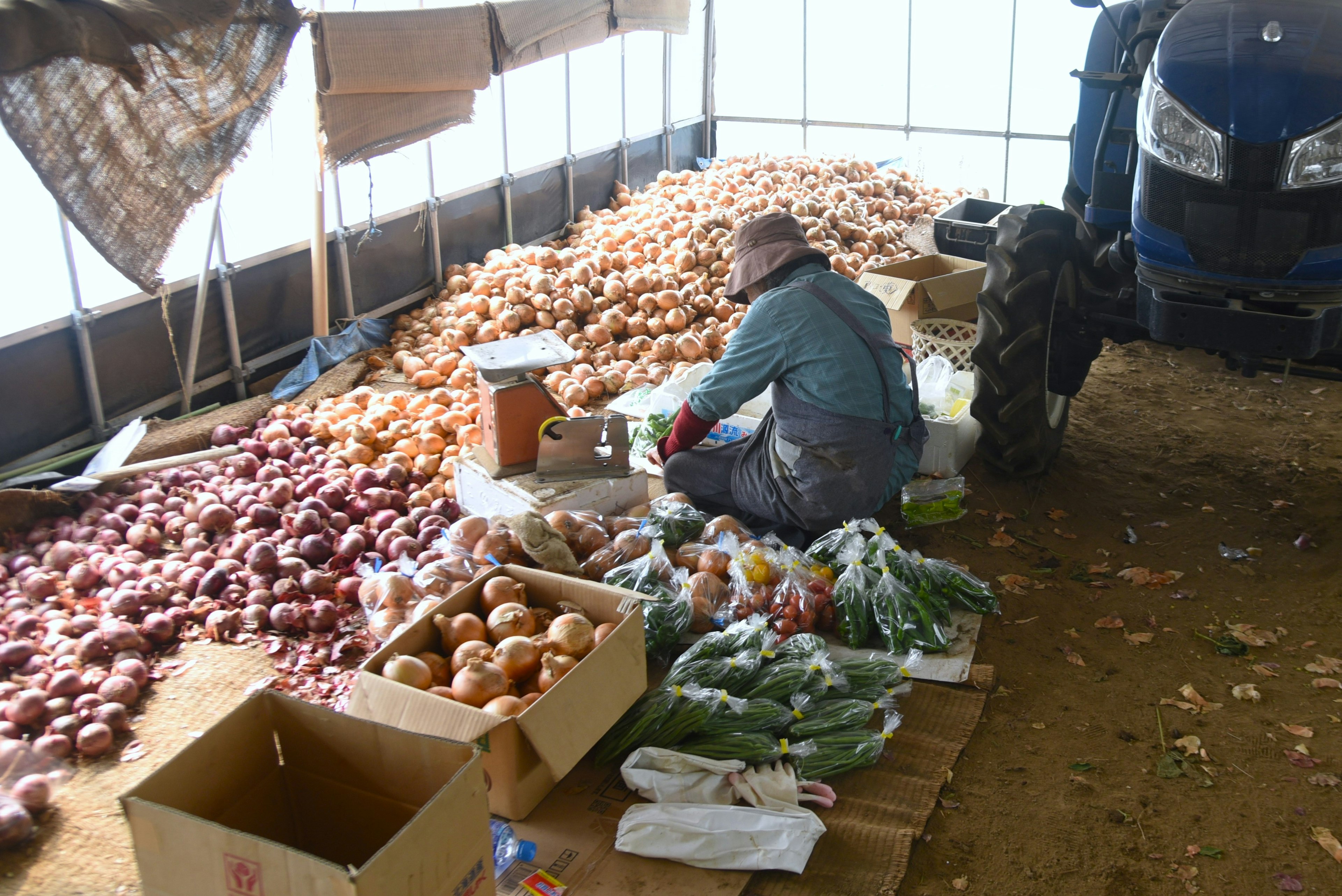 Travailleur triant des légumes dans un cadre agricole