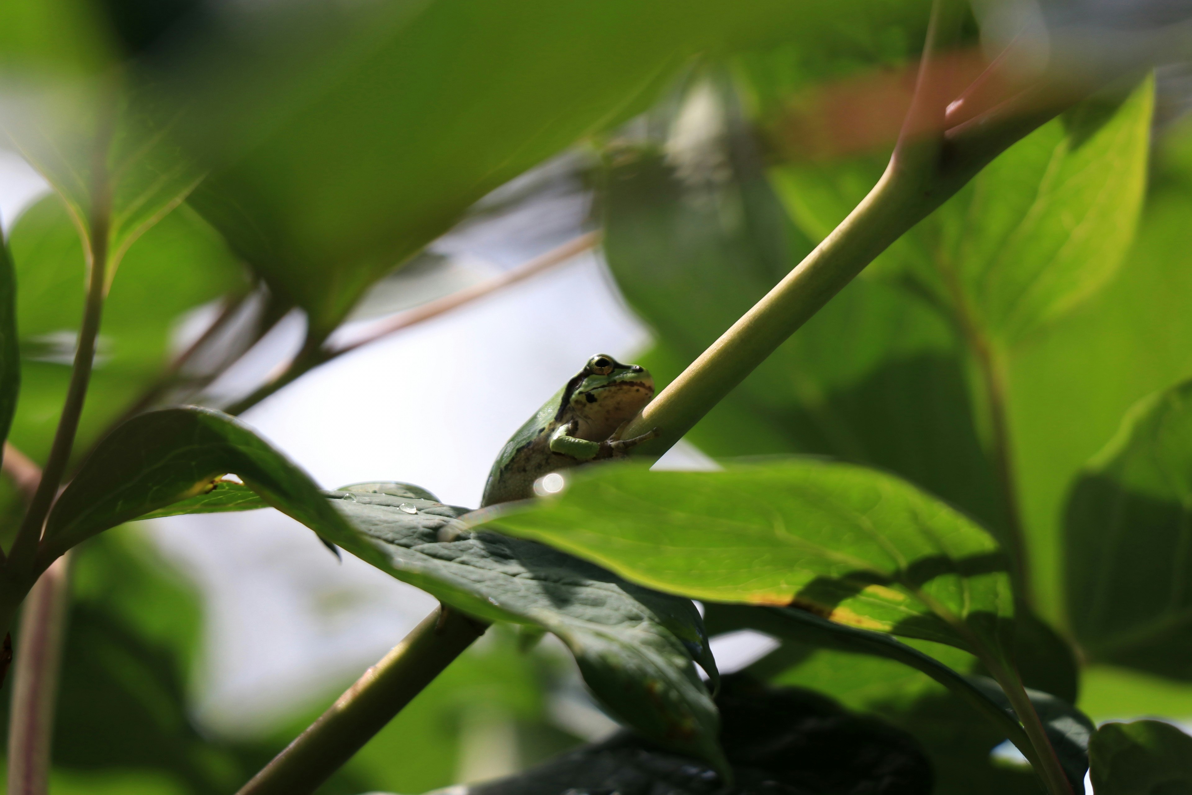 Ein kleiner Frosch, der sich zwischen grünen Blättern versteckt