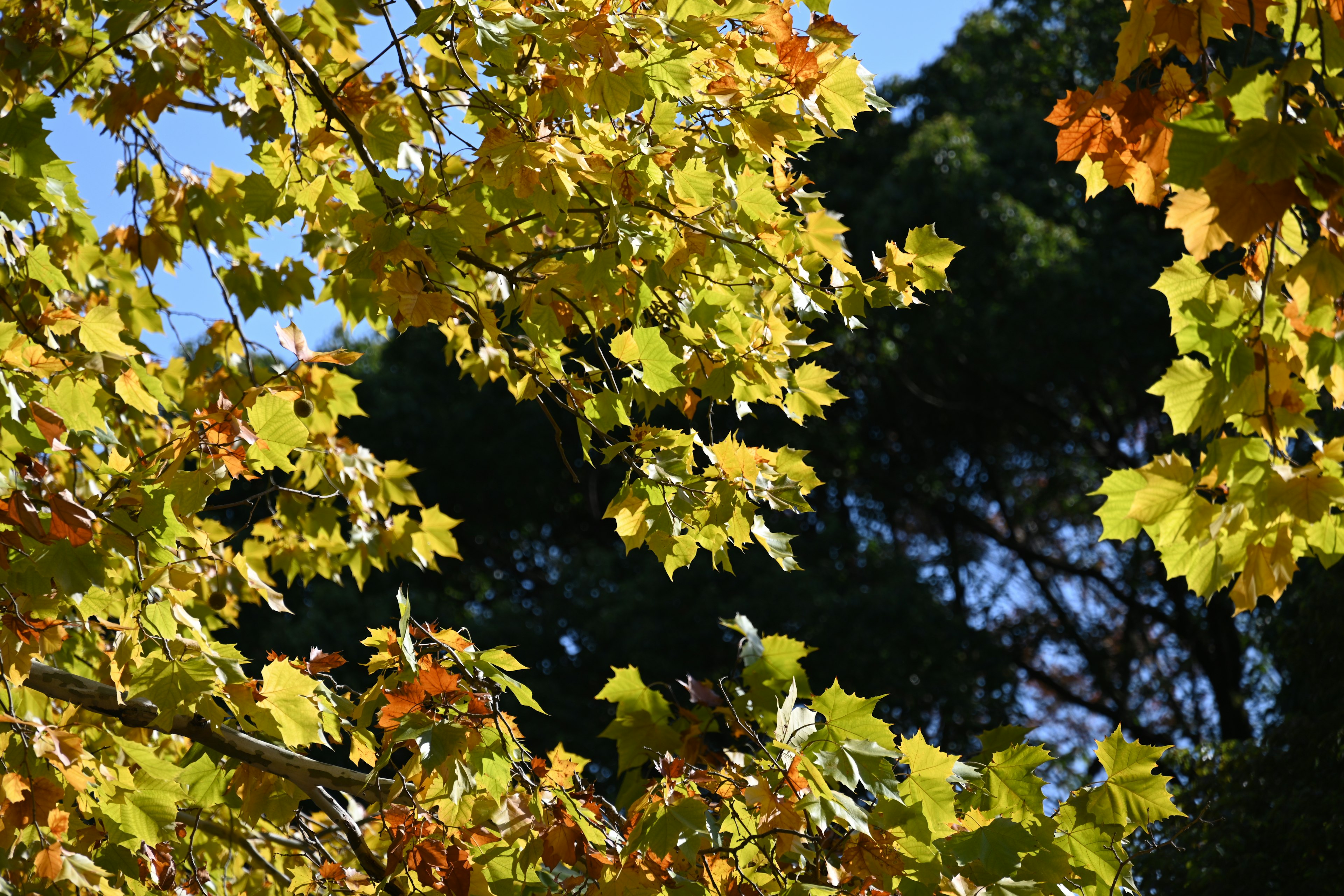 Branches of autumn leaves with vibrant yellow hues against a blue sky