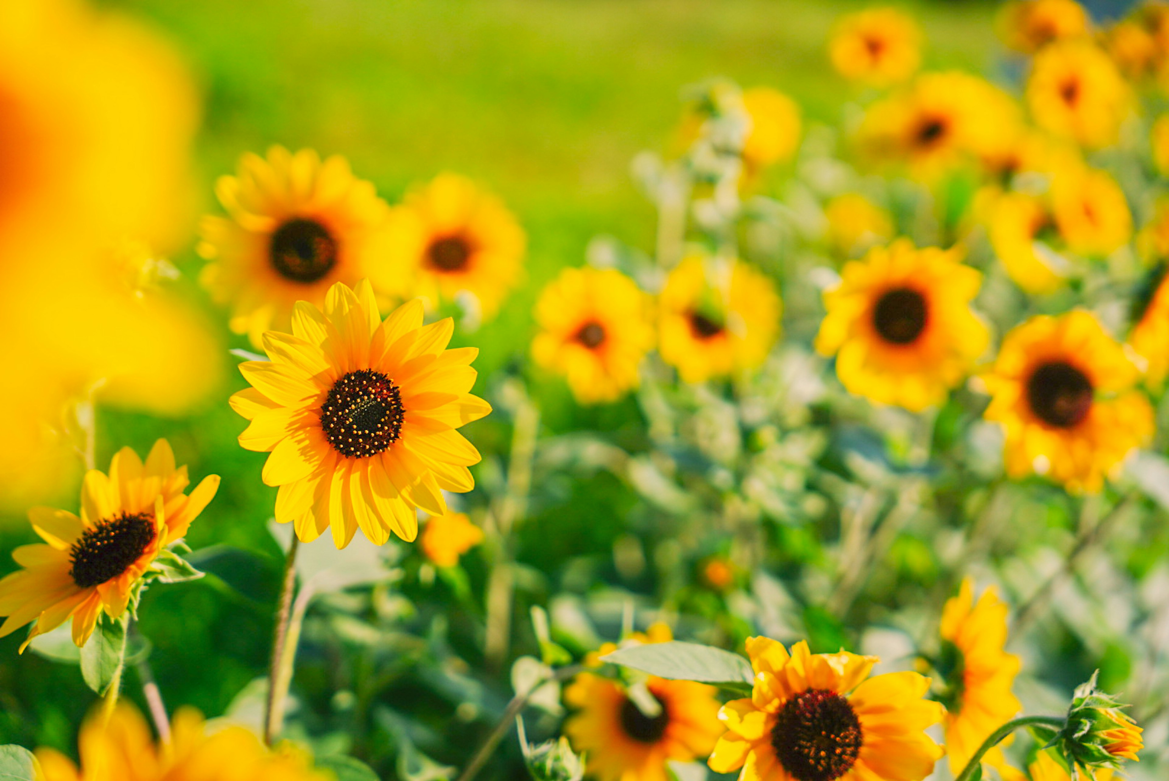 色鮮やかなひまわりが咲く風景で、緑の背景と明るい黄色の花が特徴的