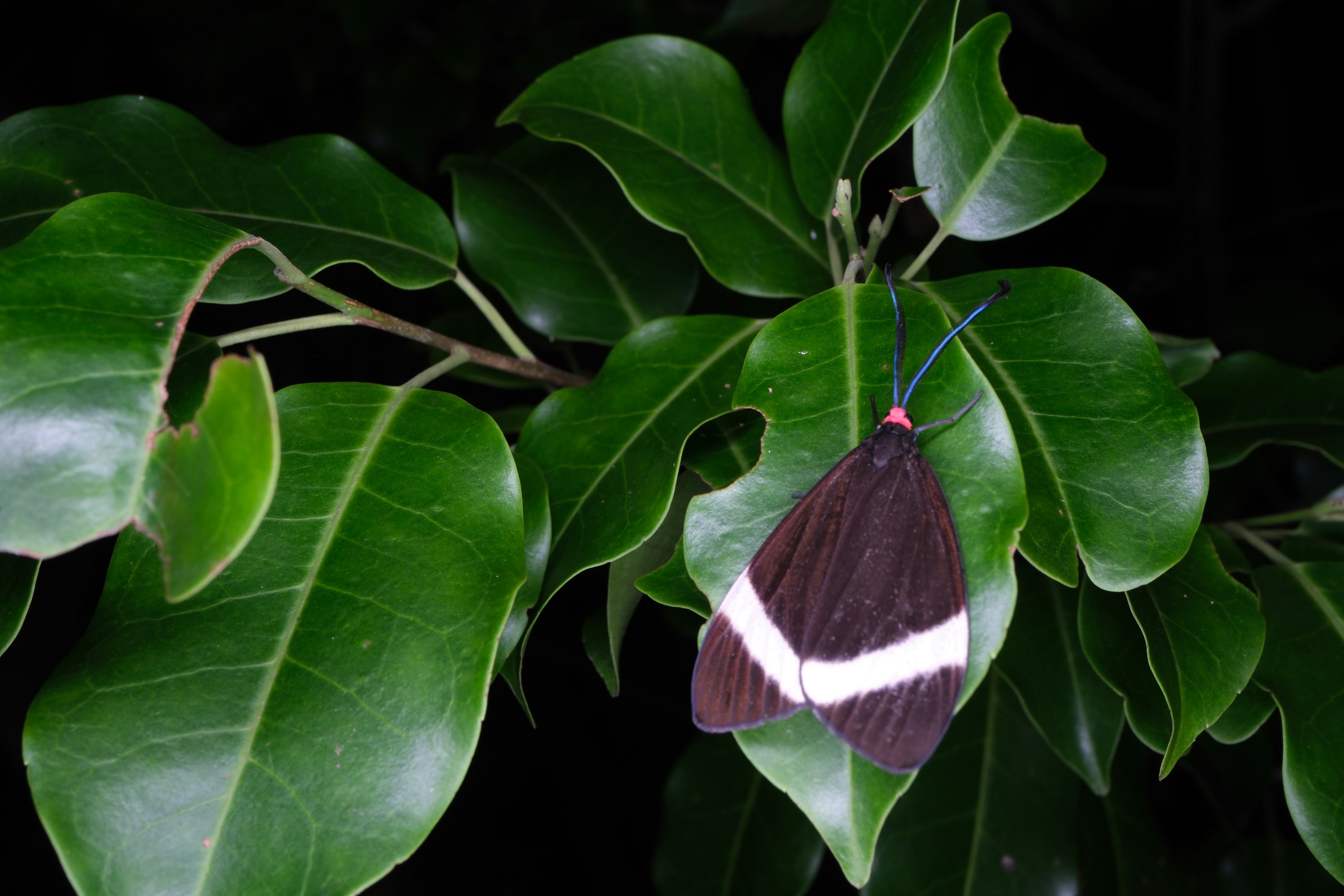 Kupu-kupu hitam yang beristirahat di atas daun hijau cerah