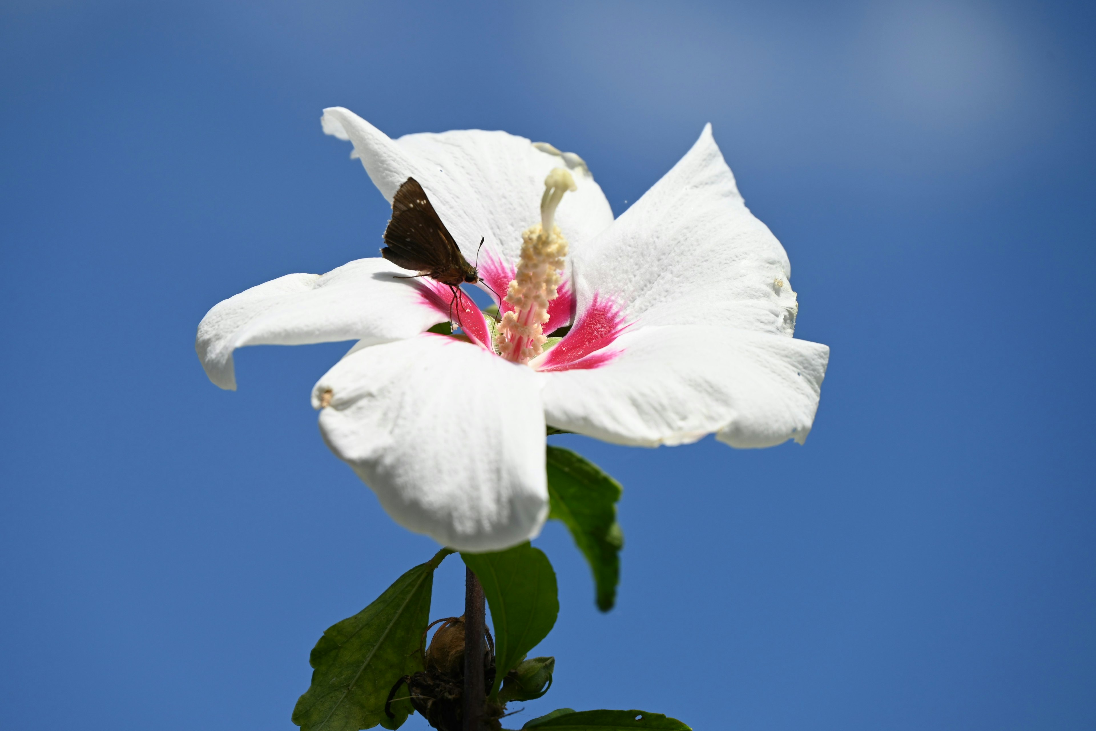 Flor de hibisco blanca con centro rosa contra un cielo azul