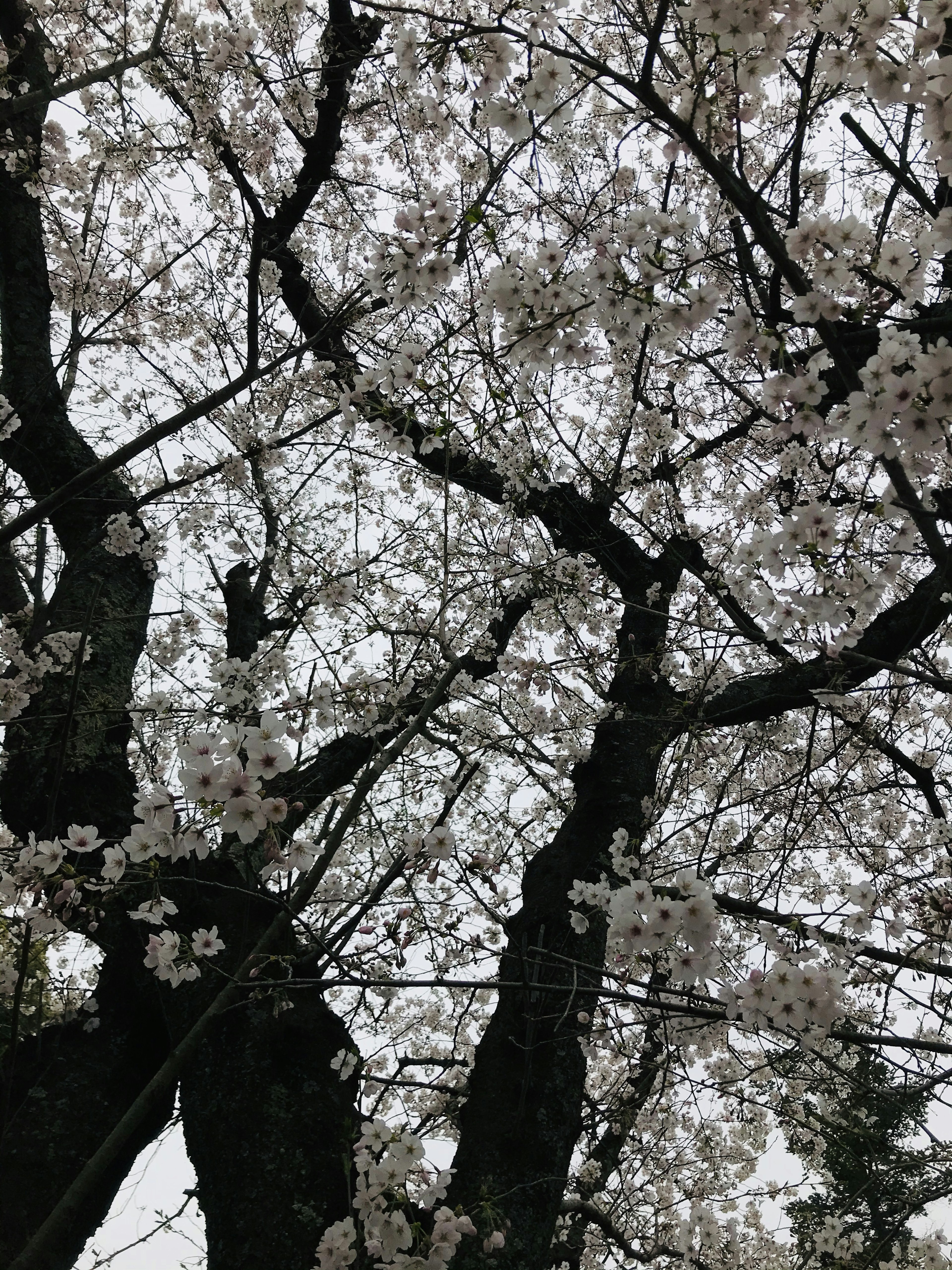 View from below of cherry blossom trees in bloom