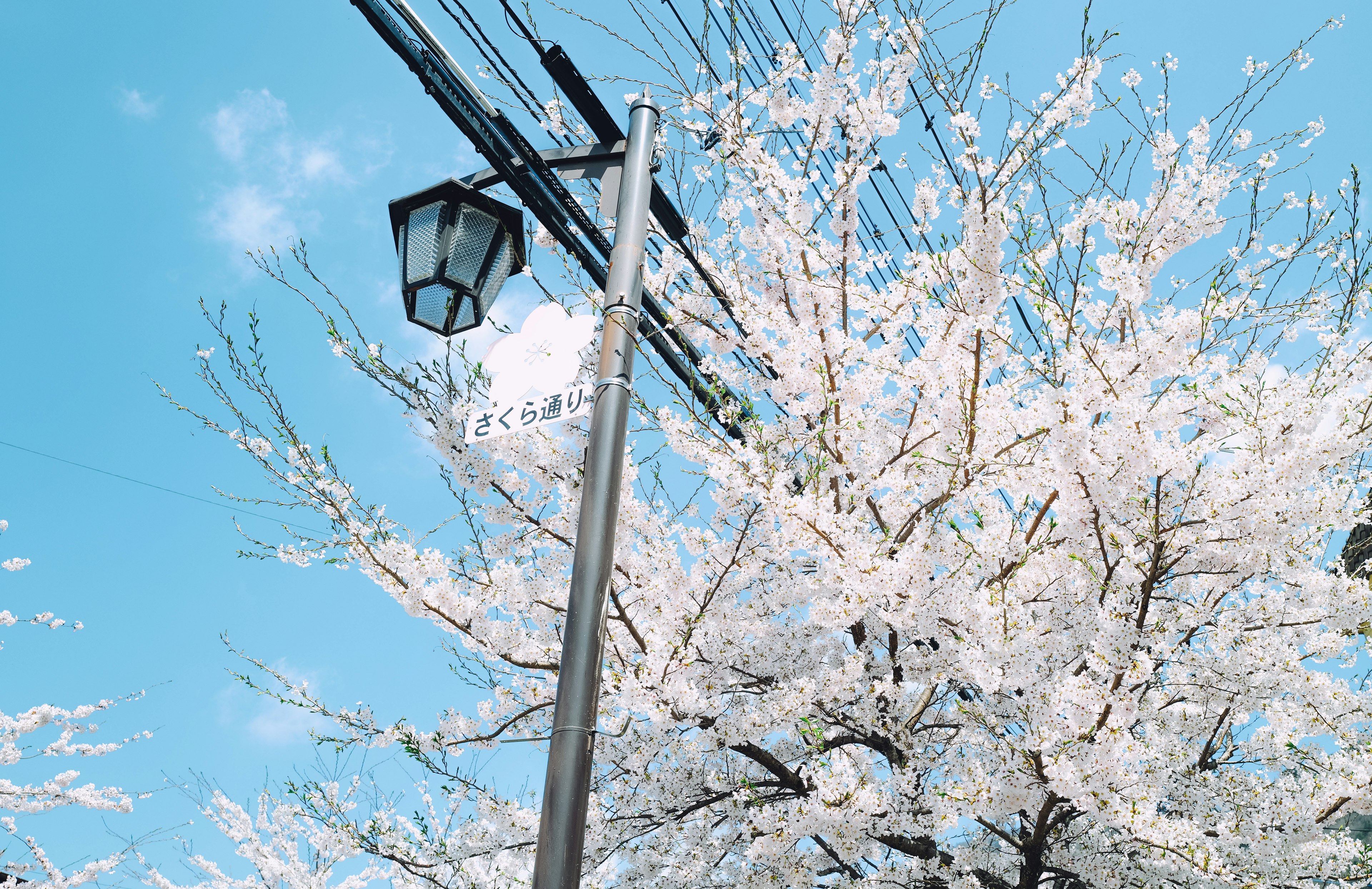 Árbol de cerezo bajo un cielo azul con farola