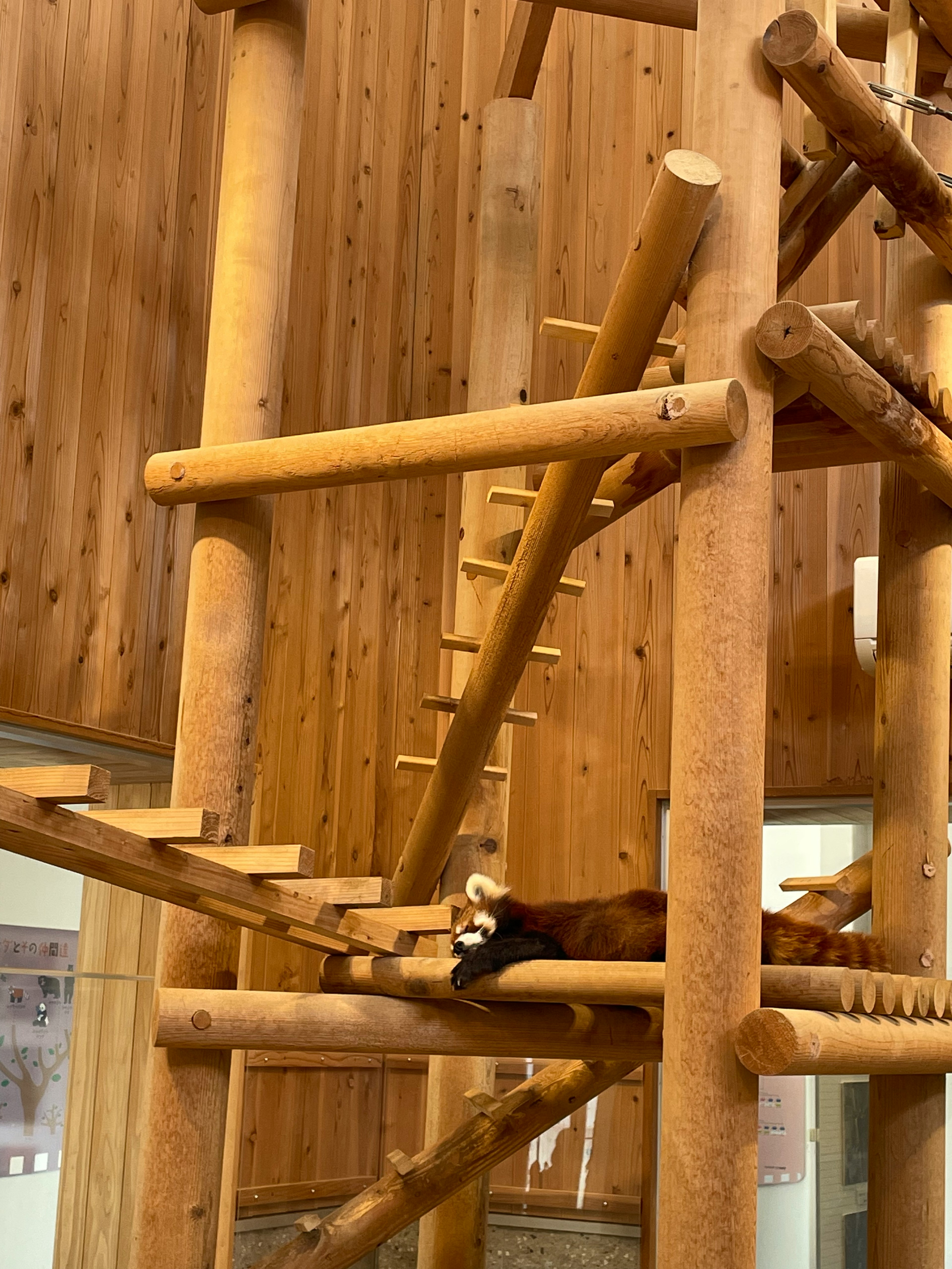 Red panda relaxing on wooden climbing structure