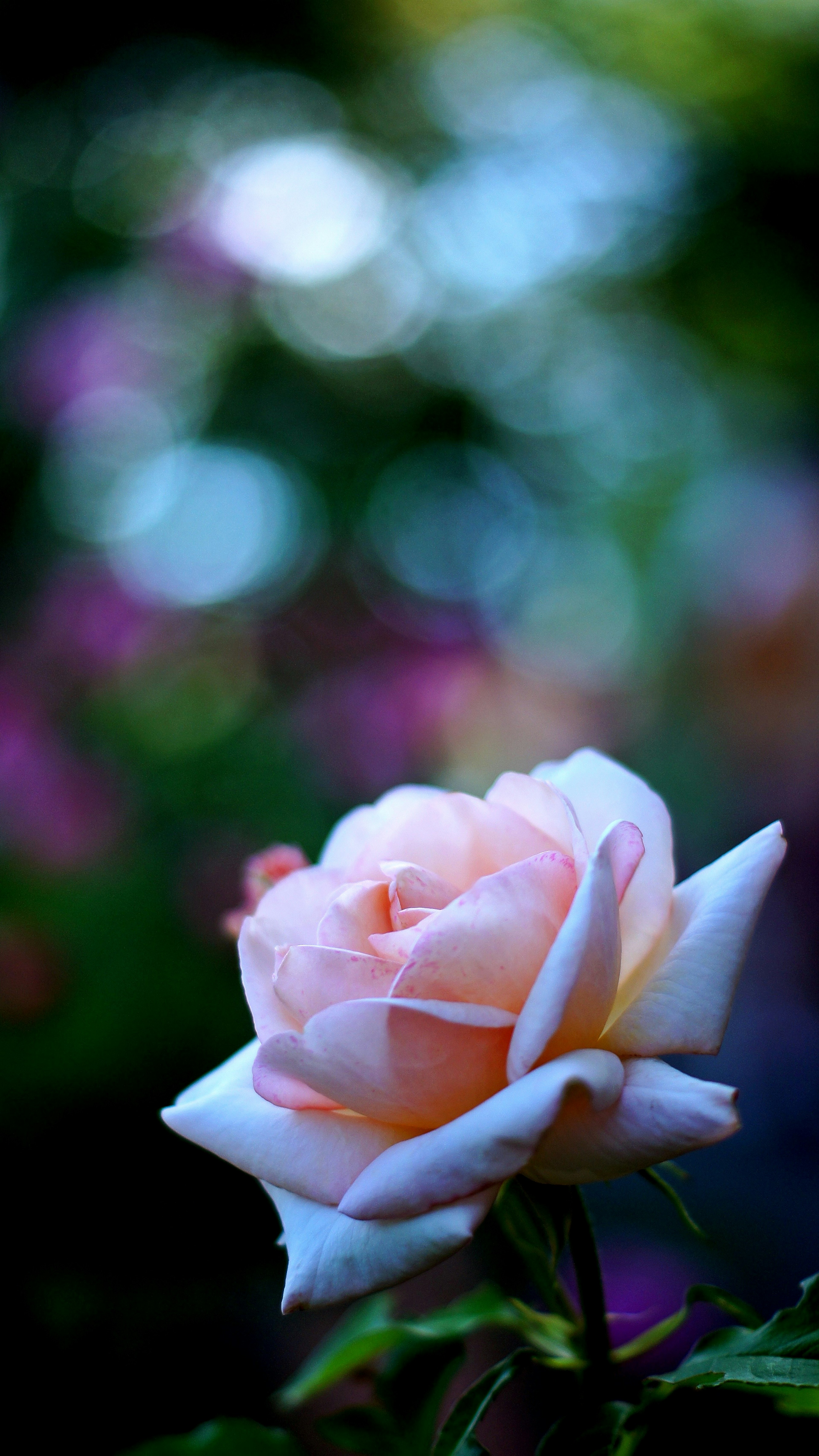 Une rose rose pâle se détache sur un fond flou vert et violet