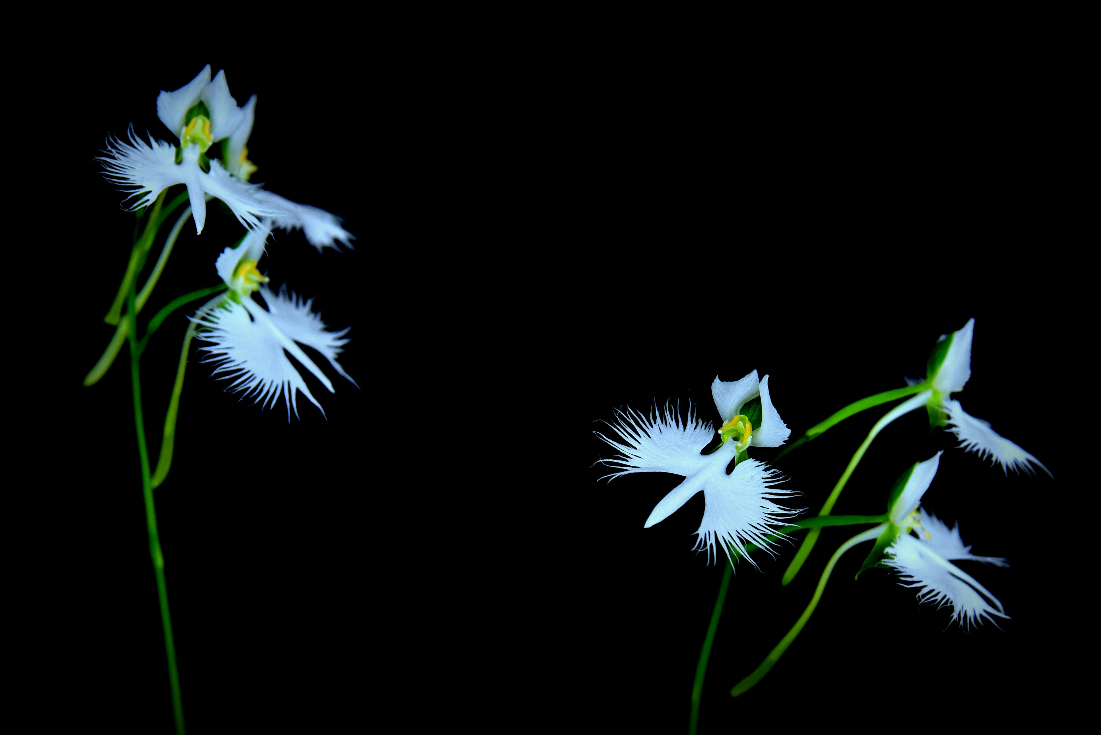 Splendida esposizione di orchidee bianche su sfondo nero