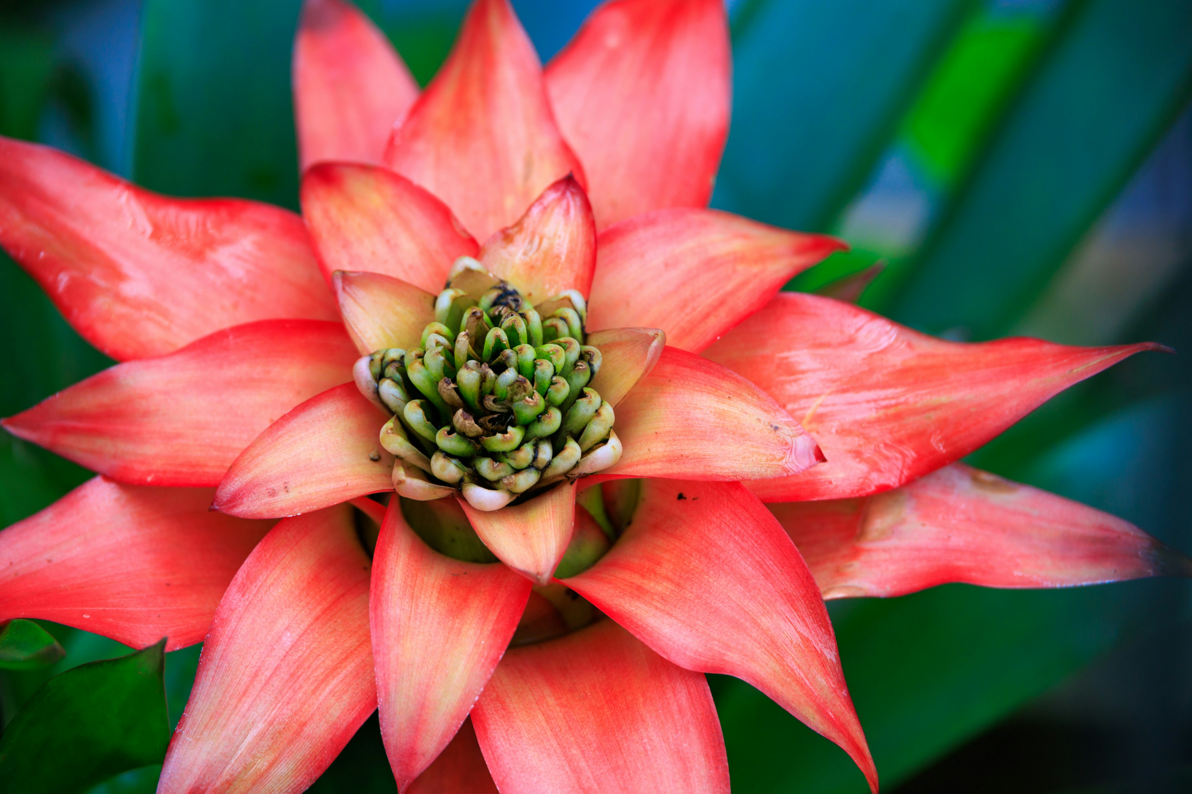 Lebendige rote Blume mit einer grünen Knospe in der Mitte