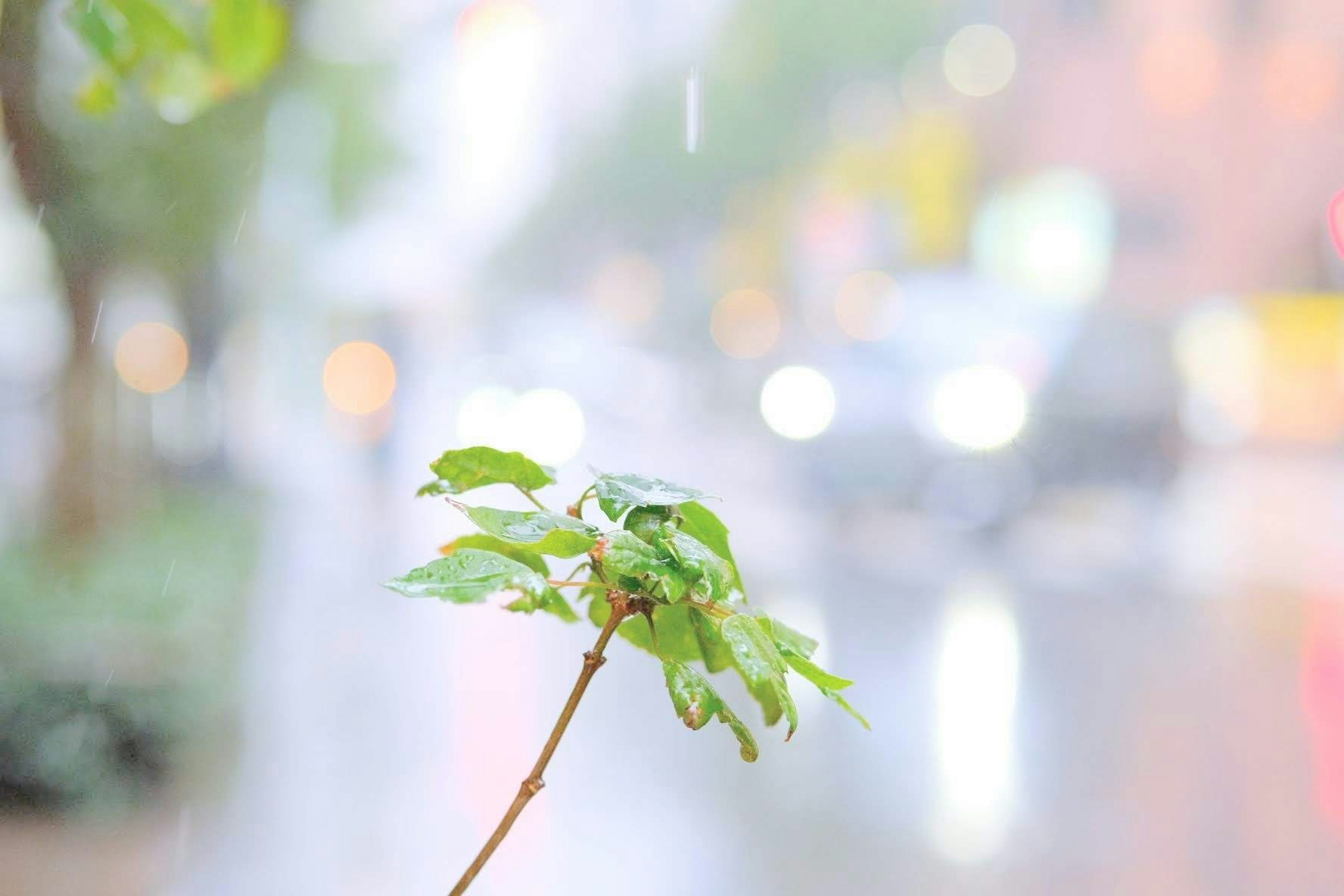 ภาพใกล้ชิดของใบเขียวที่เปล่งประกายในฝนพร้อมพื้นหลังเมืองเบลอ