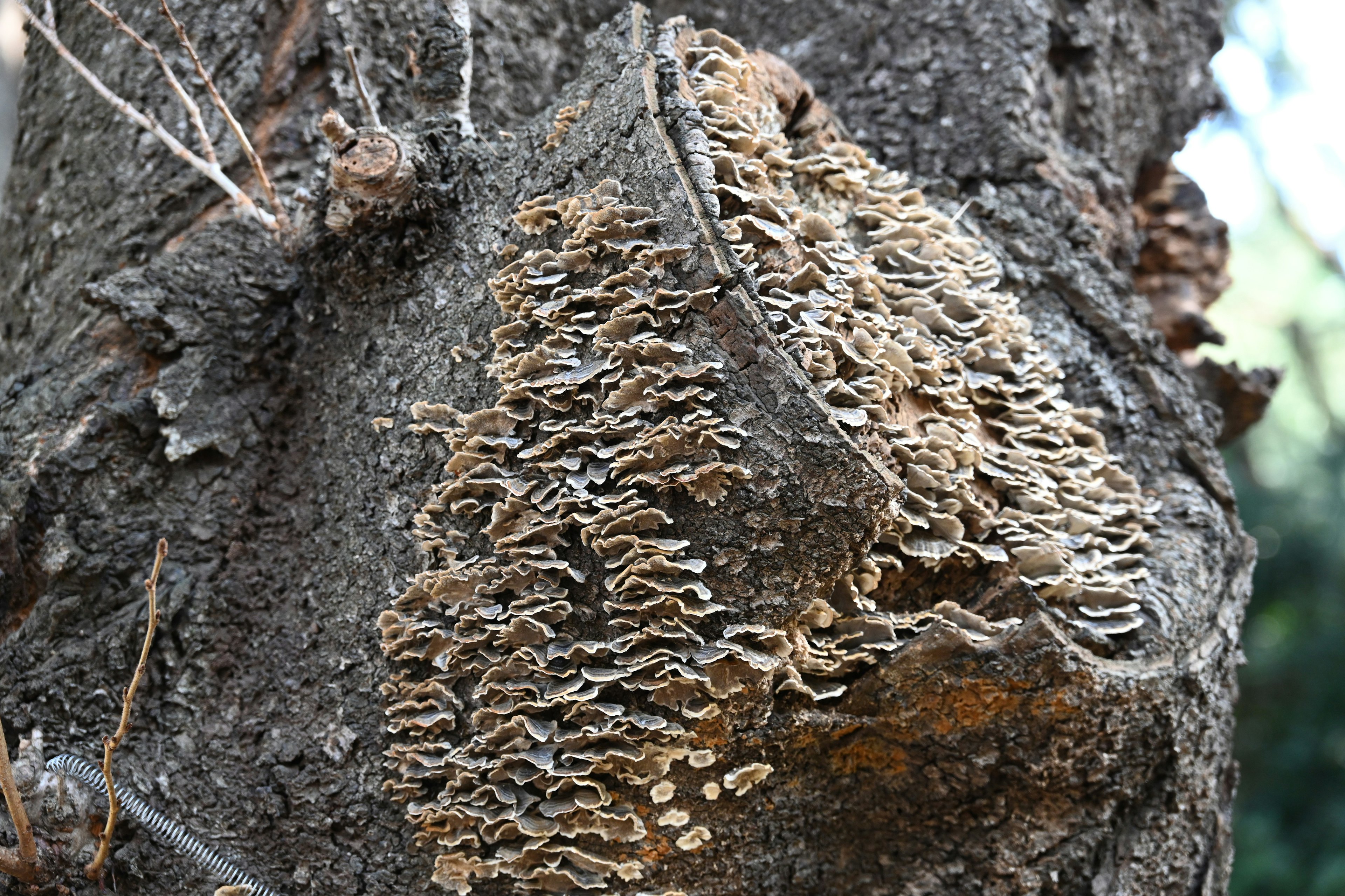 Fungo intricato che cresce su un tronco d'albero