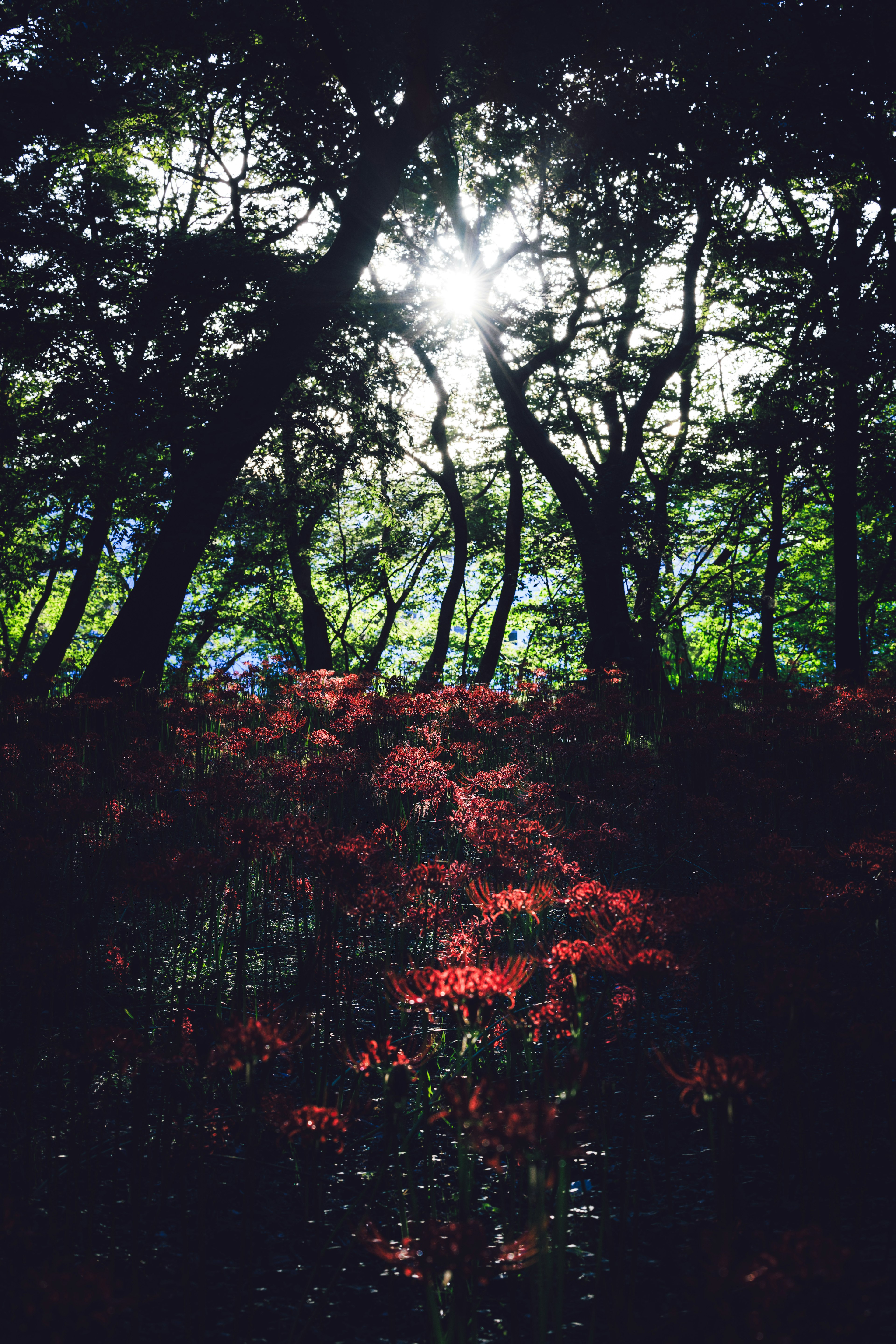 Schöne Landschaft mit Sonnenlicht, das durch Bäume filtert rote Blumen blühen