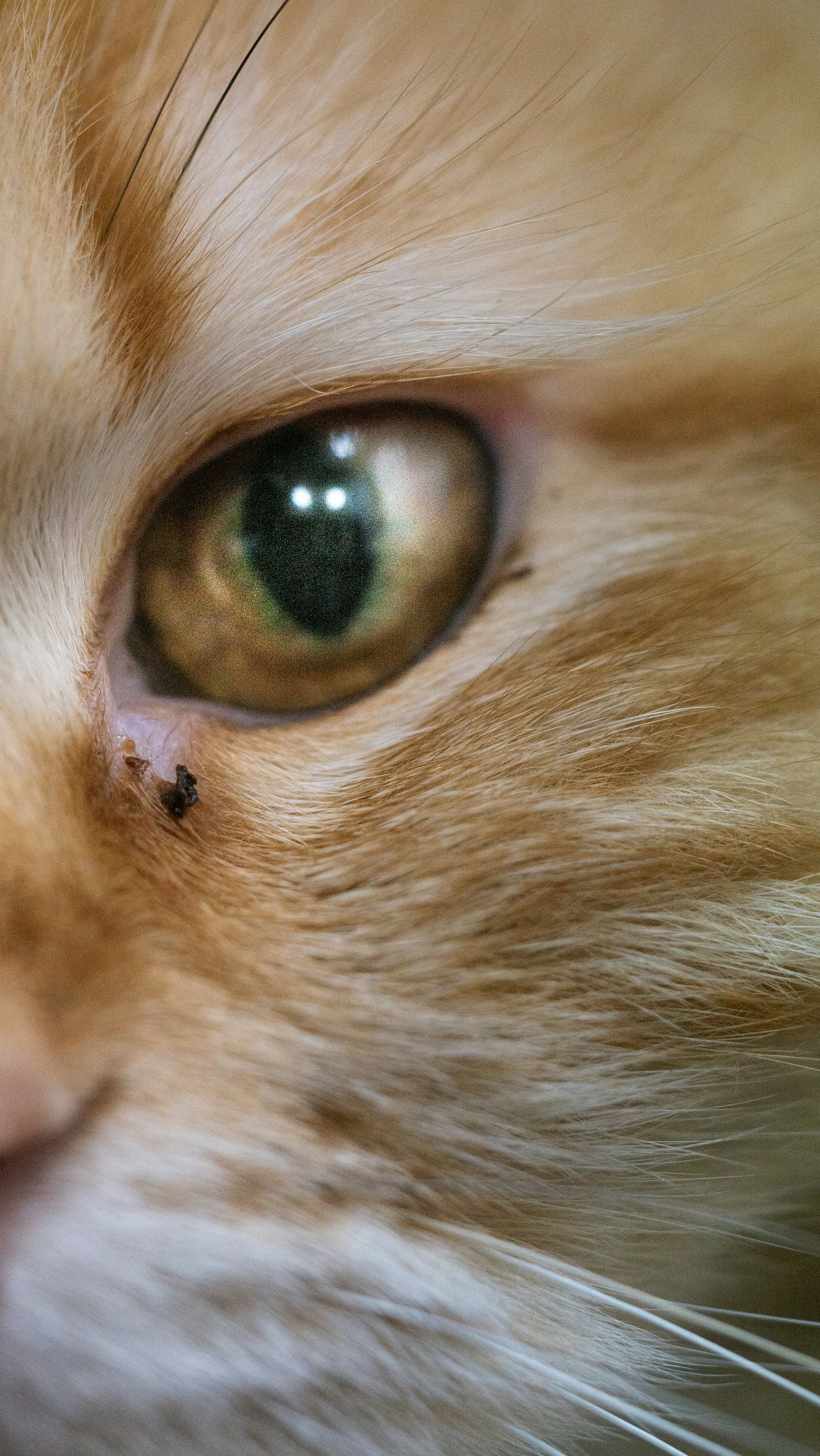 Close-up of an orange cat's eye featuring vibrant green iris and soft fur texture