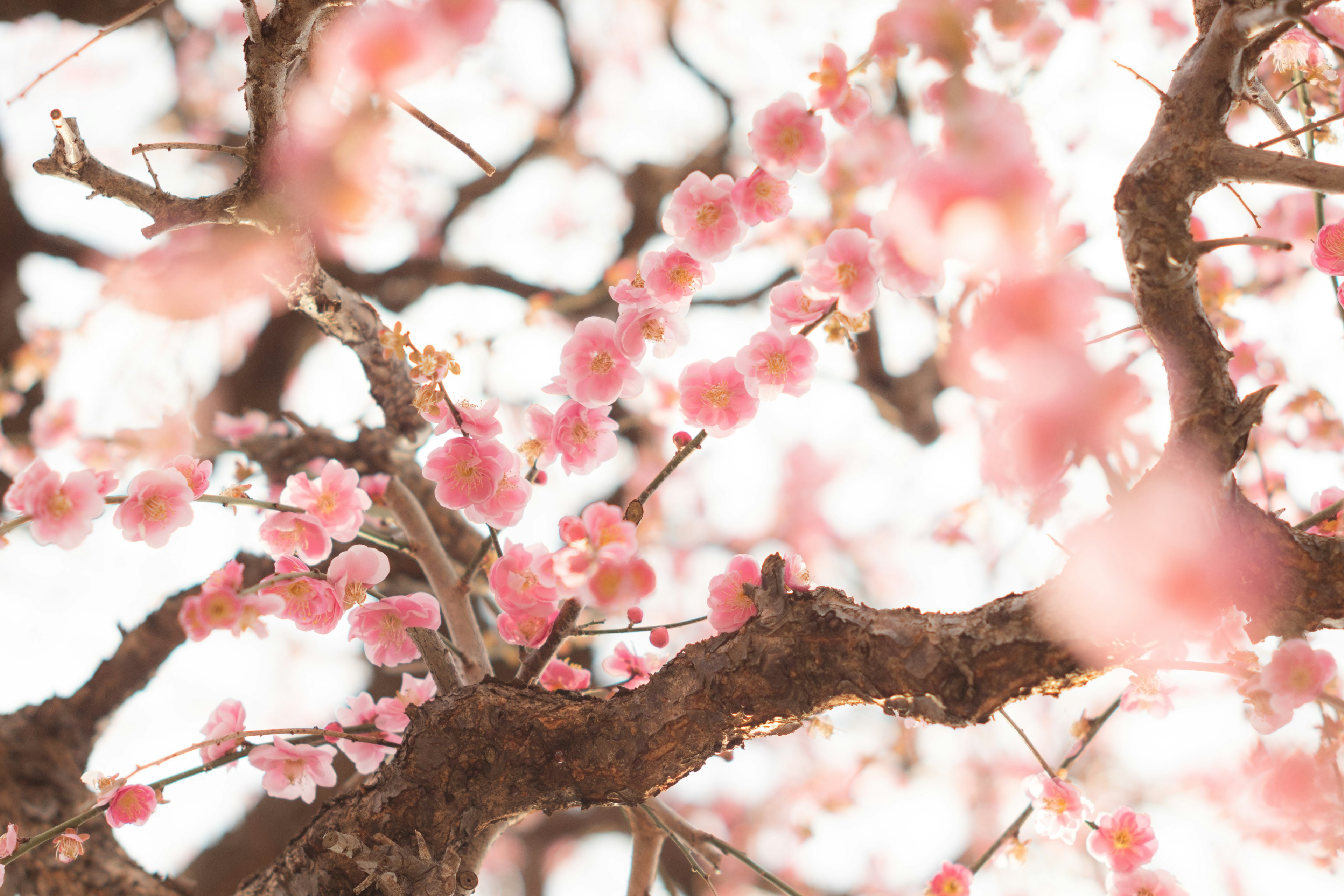 Gros plan de fleurs de cerisier sur des branches d'arbre