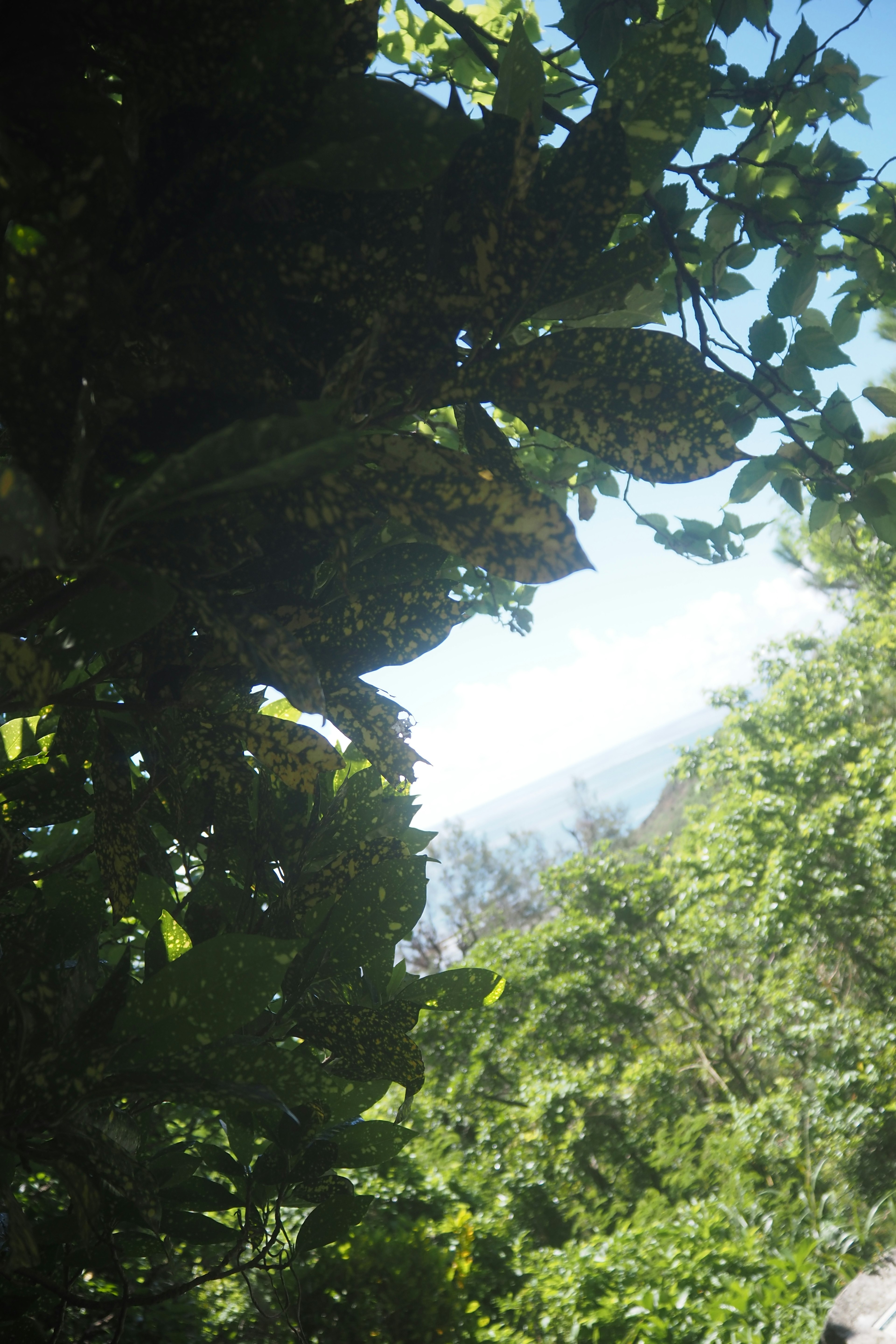 Scenic view framed by lush green leaves with a glimpse of the distant sea