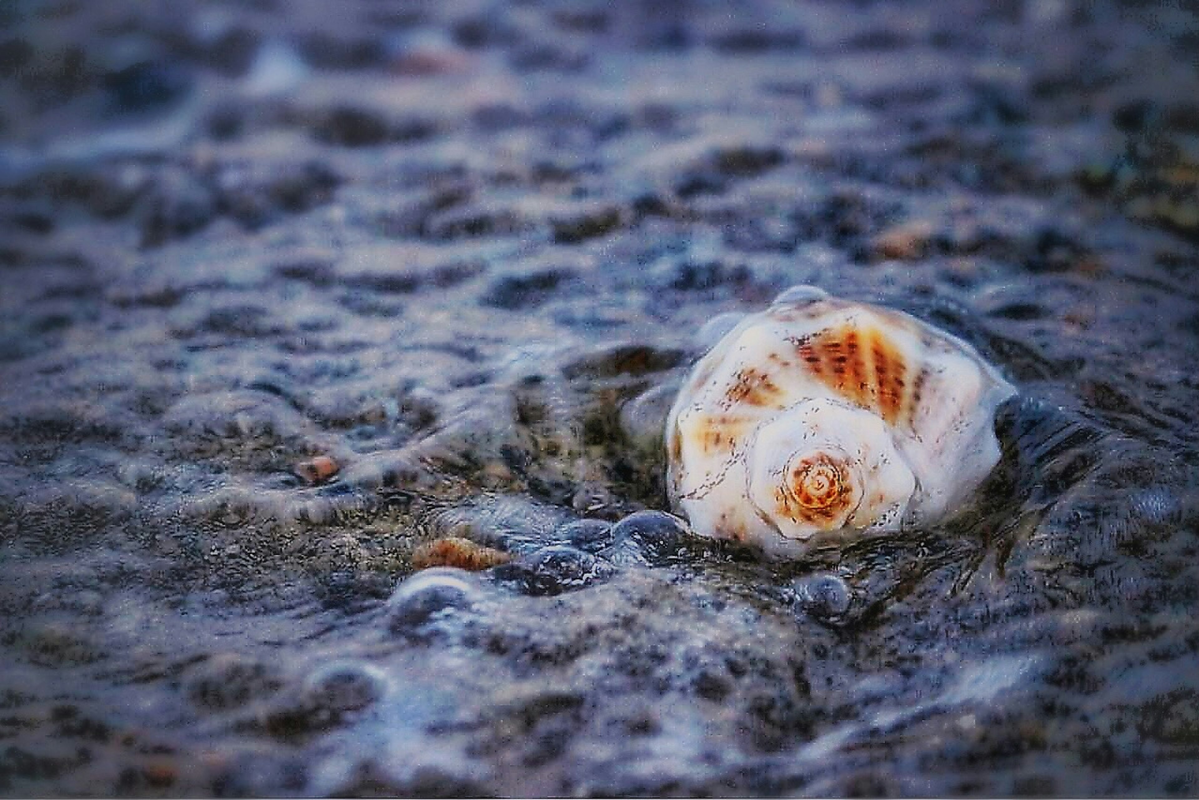 Close-up kerang cantik di dalam ombak