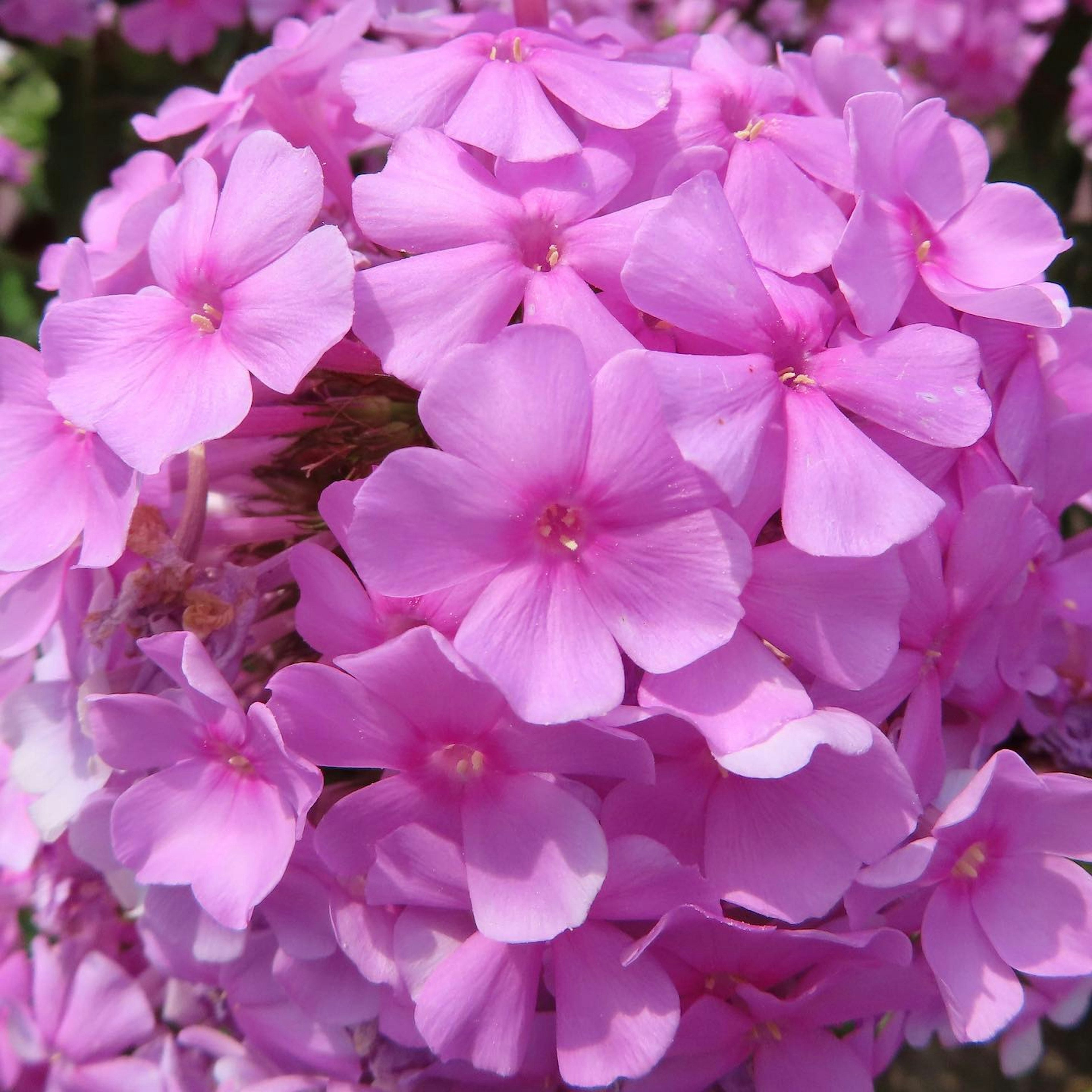 Sekelompok bunga phlox pink cerah yang mekar bersama