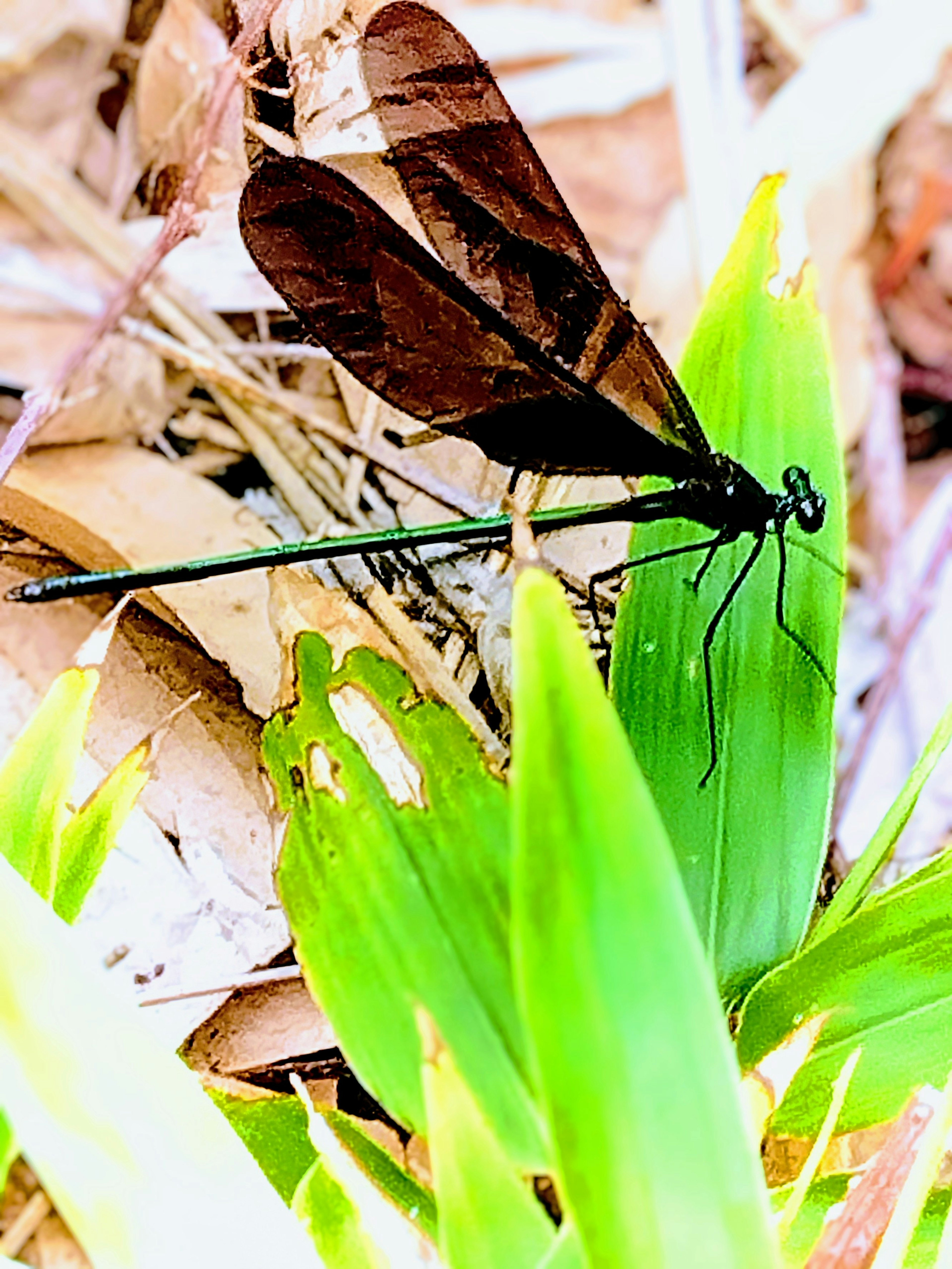 A dragonfly with black wings perched on green leaves