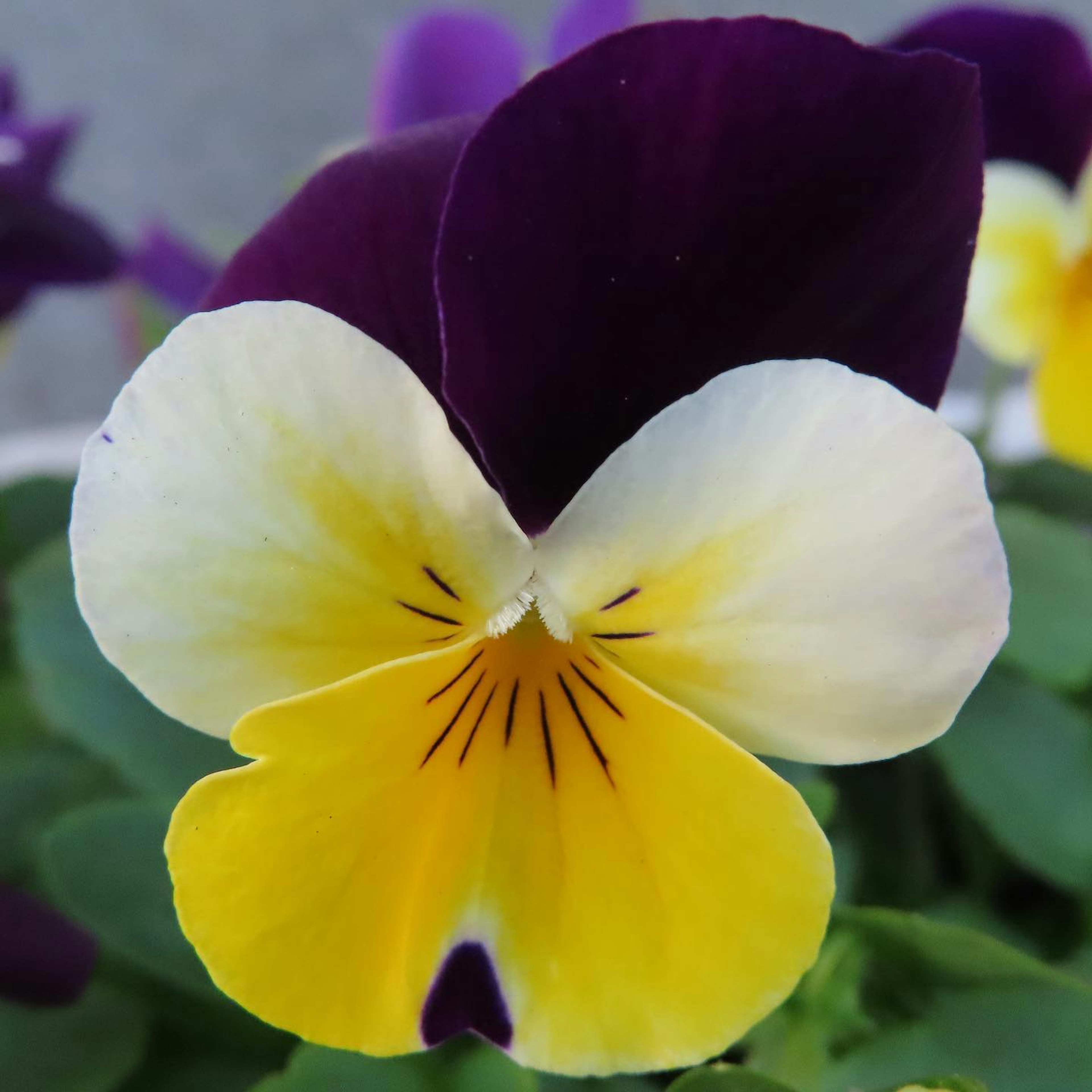 Lebendige violette und gelbe Stiefmütterchenblume blüht