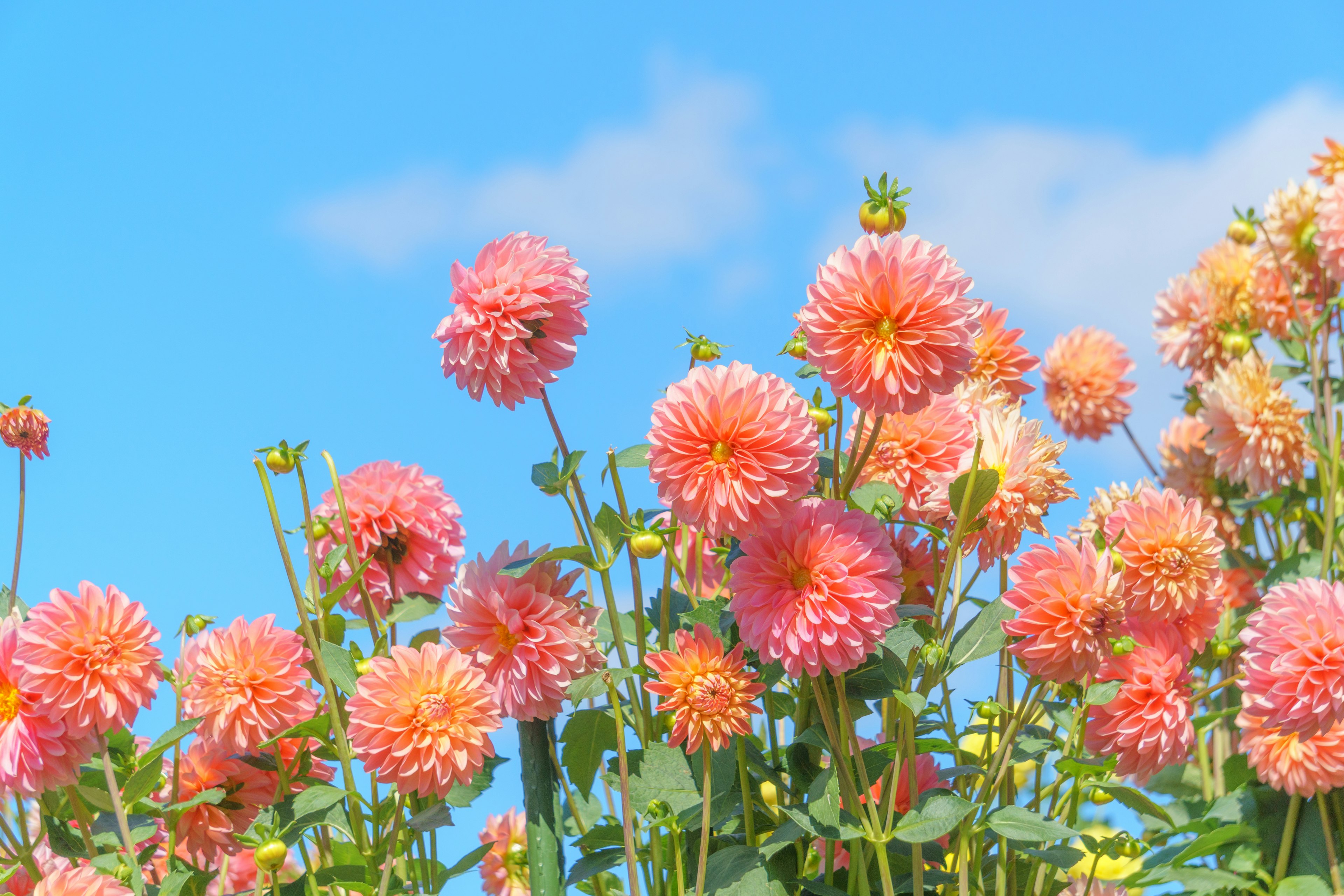 Peach-colored dahlias blooming under a blue sky