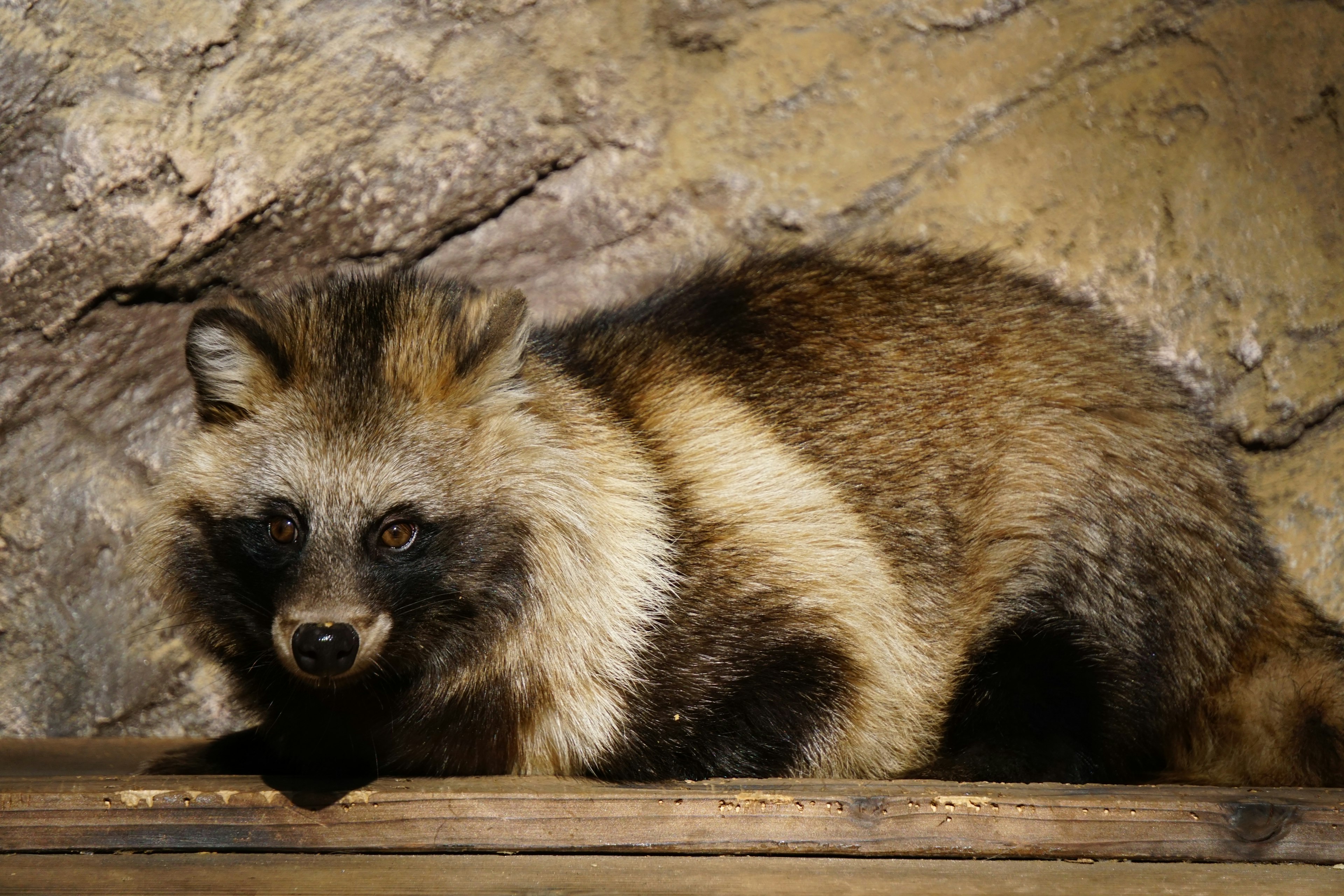 タヌキの特徴的な毛皮と表情を持つ生き物が岩の前に横たわっている