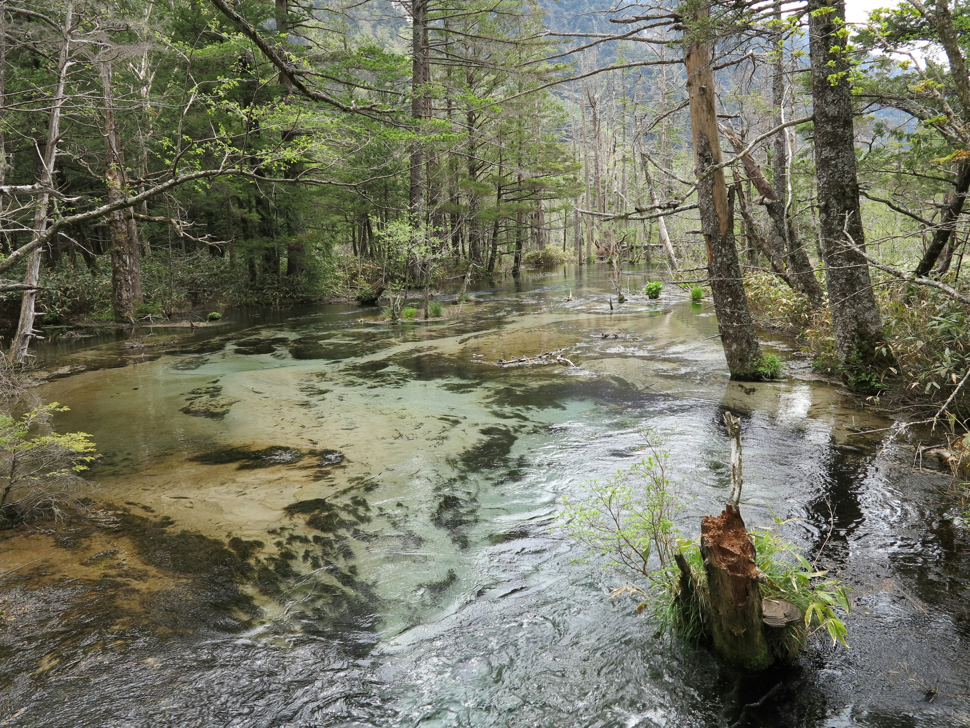 Arroyo claro que fluye a través de un bosque frondoso