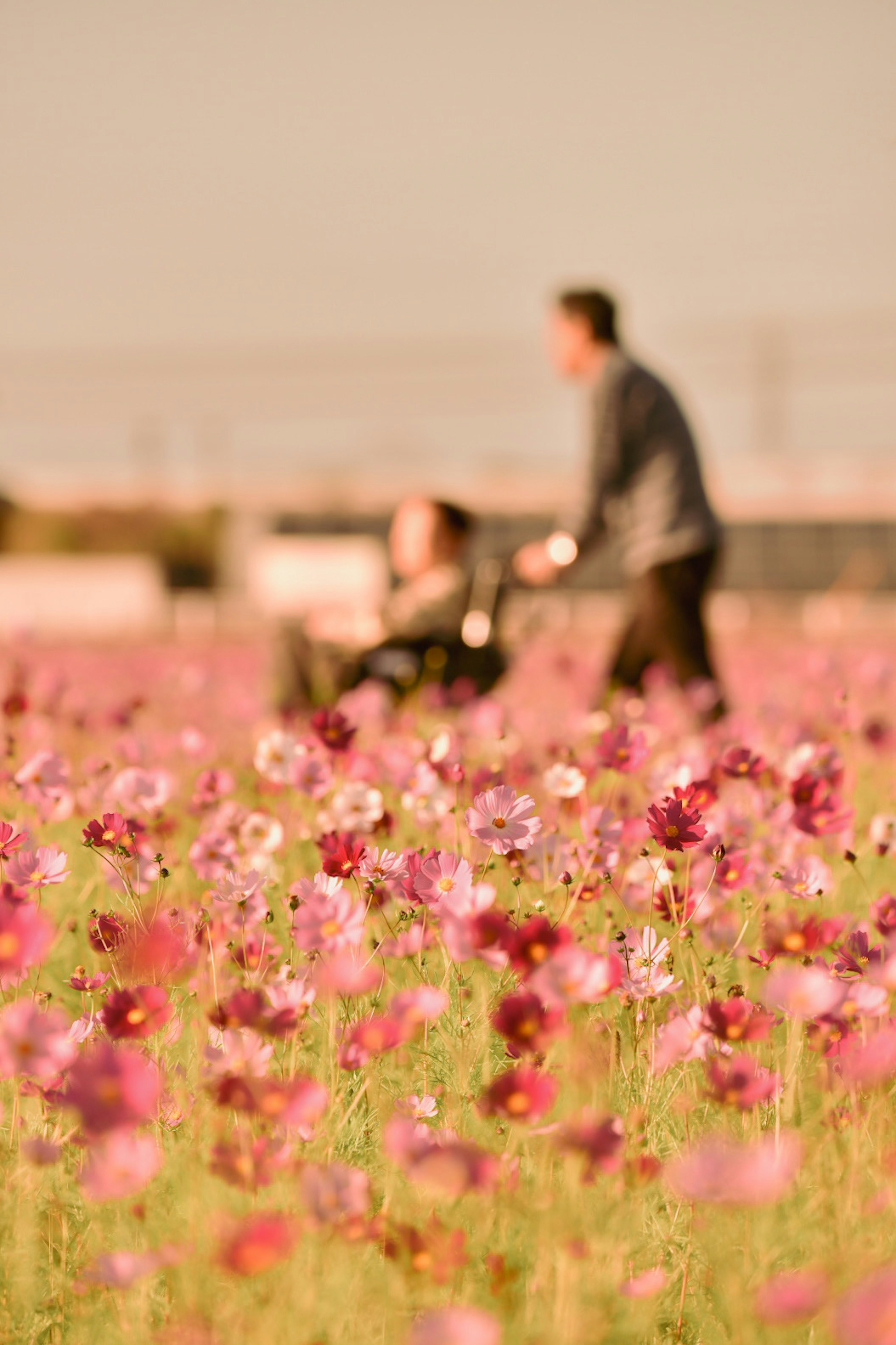 花畑を散歩する親子のシルエット色とりどりの花々が咲いている