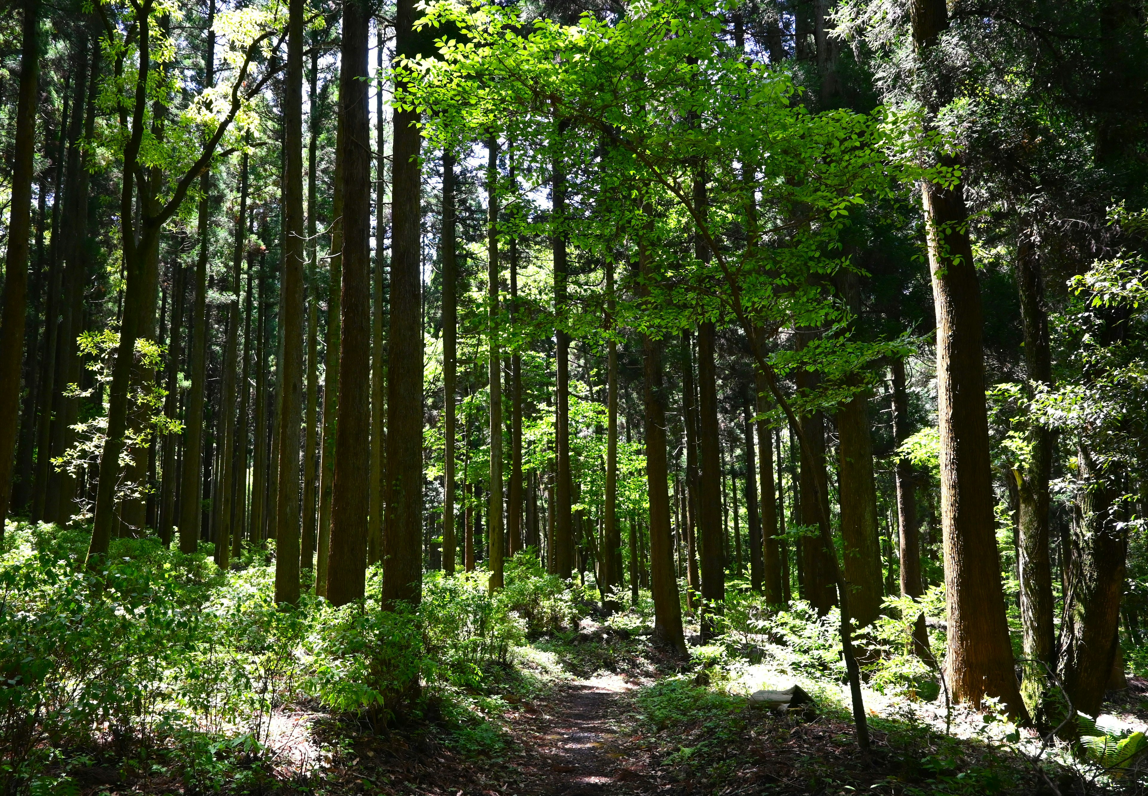 Un sentier forestier serein entouré d'arbres verts luxuriants