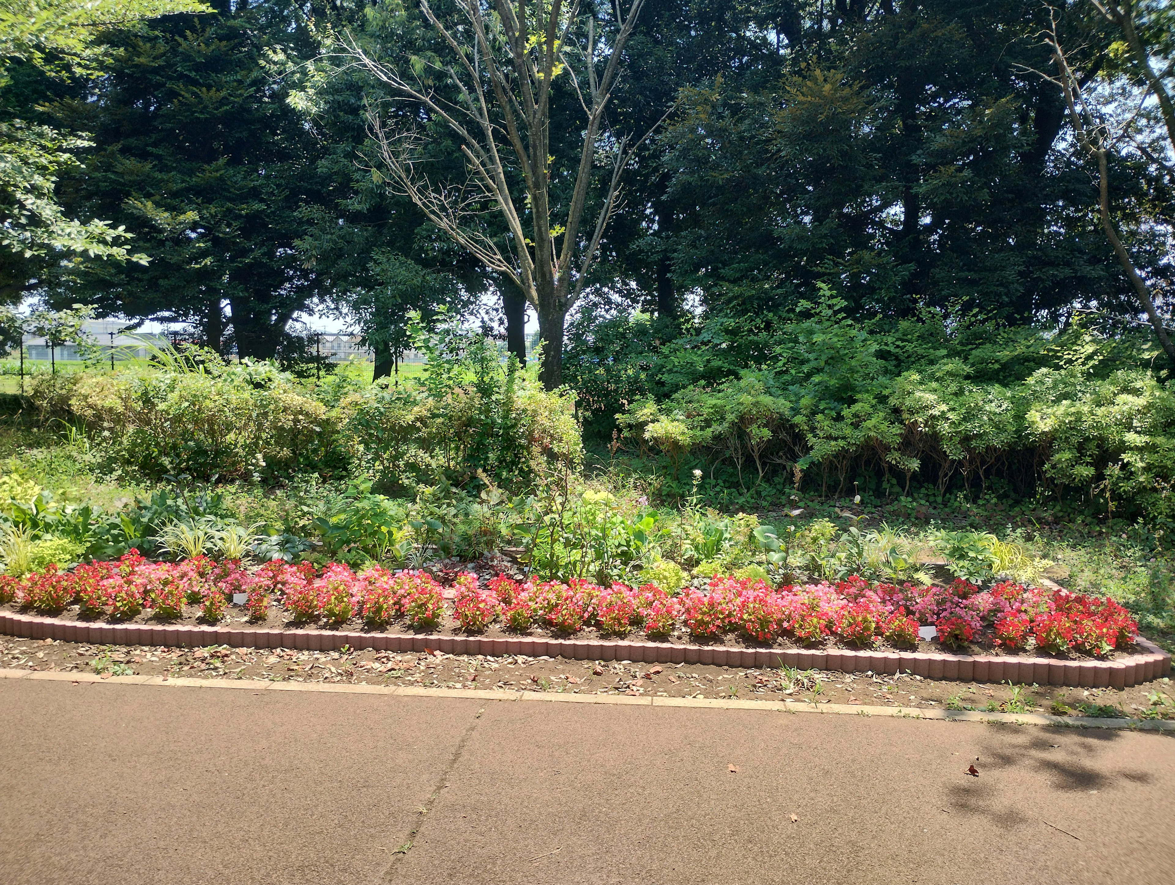 Parterre de flores coloridas en un fondo verde exuberante