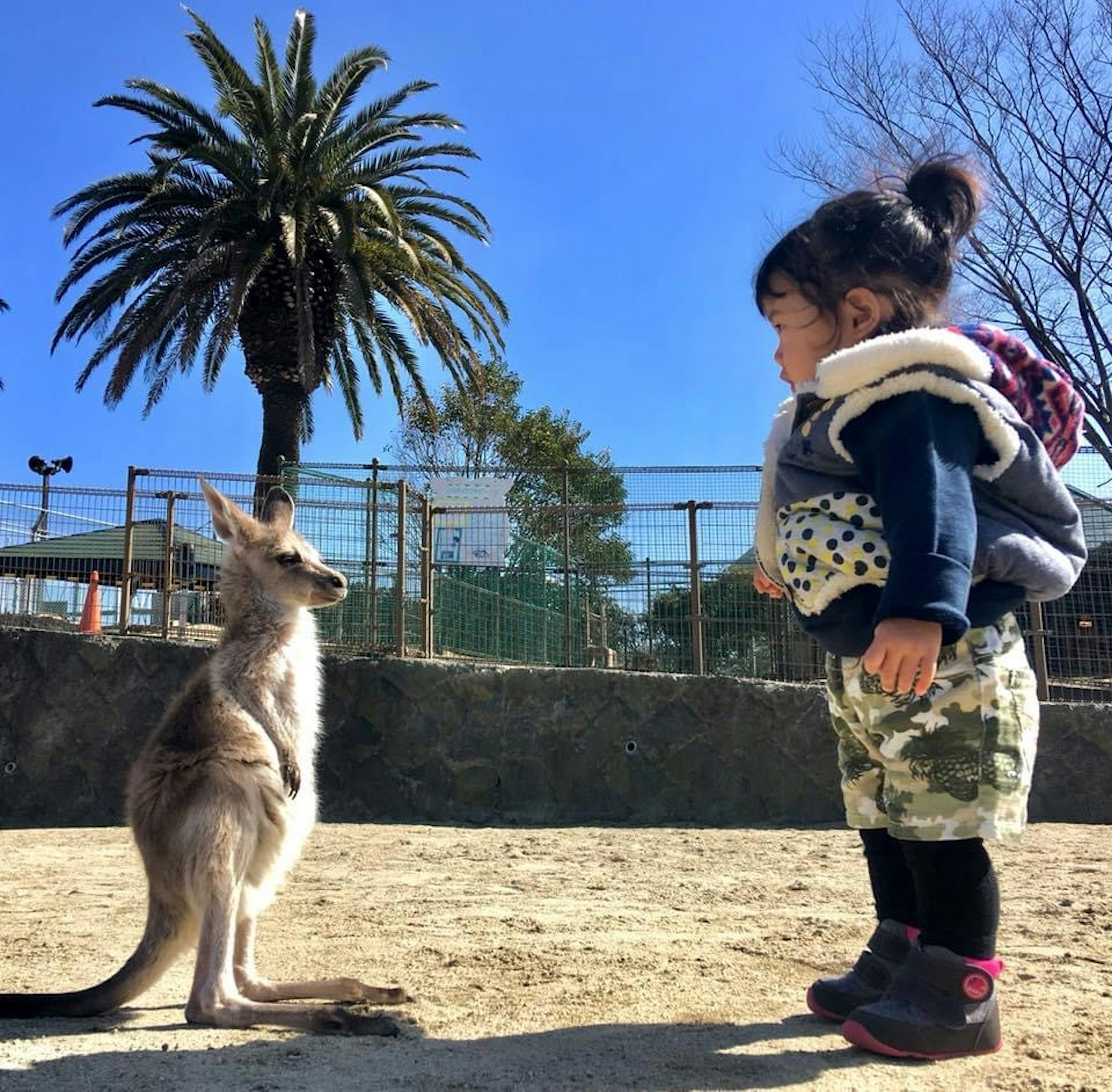 A child facing a kangaroo with a palm tree in the background under a clear blue sky